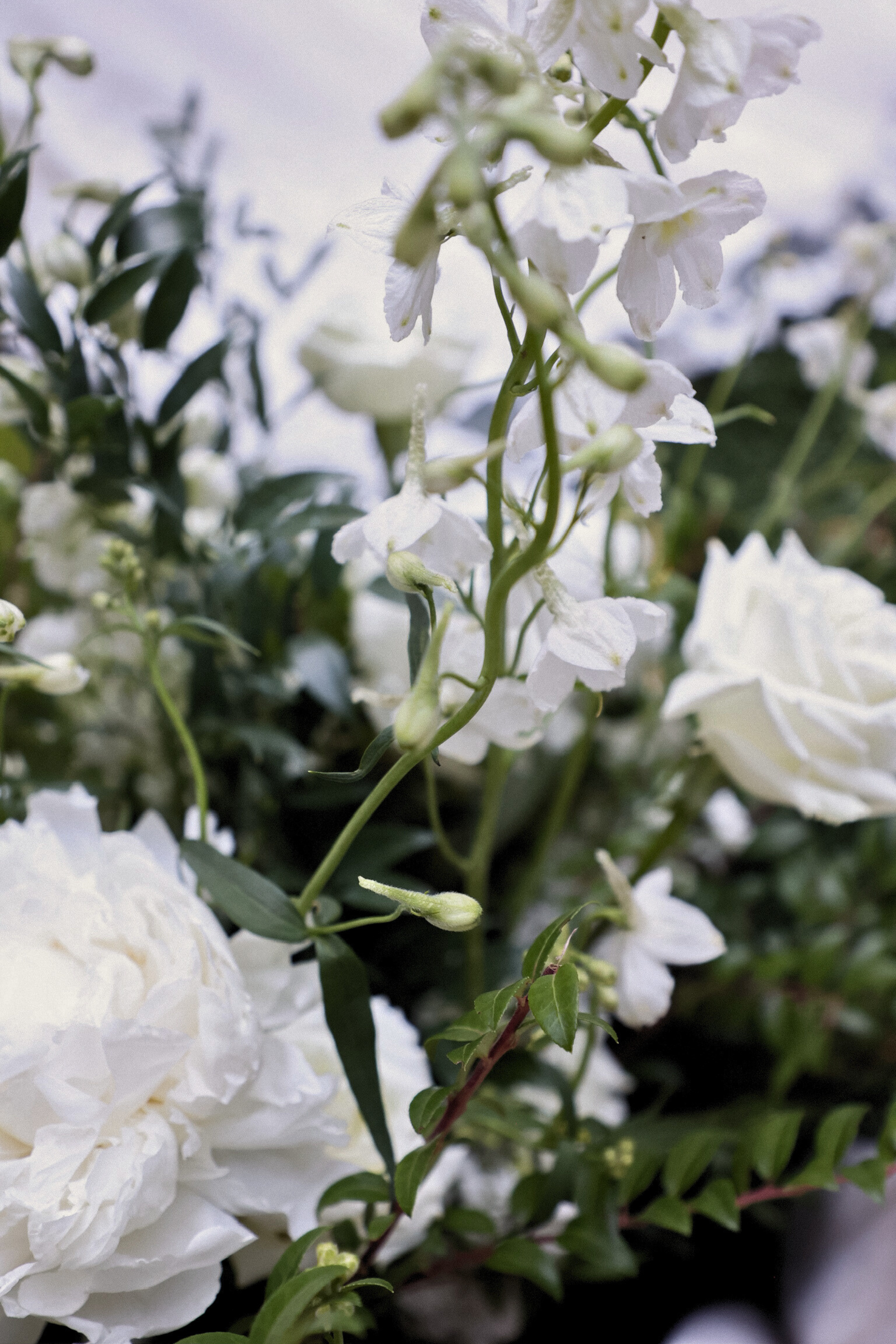 Close-up of white flowers and green leaves on a plant.
