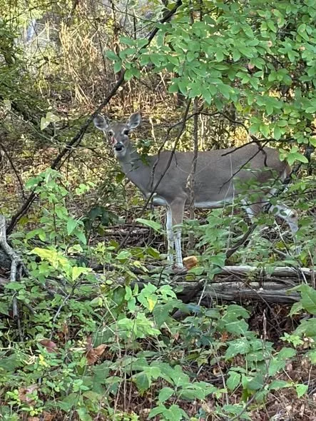 Trailblazers_Deer Sighting_10_6_2026.jpg