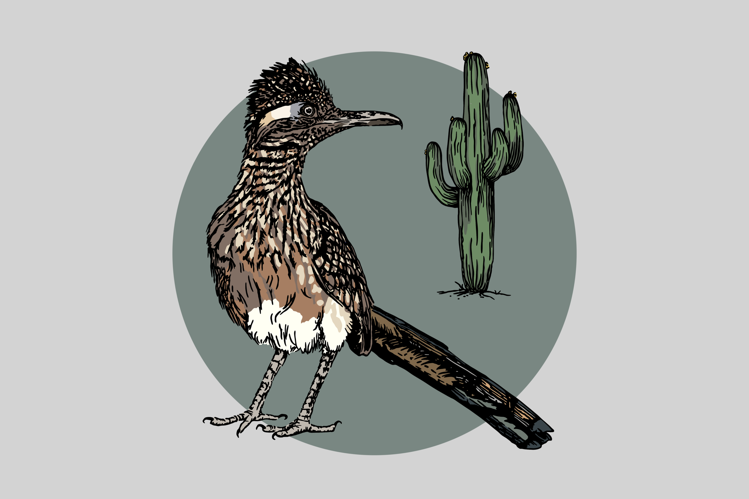 An illustration of a roadrunner bird standing on the ground with a green cactus in the background.