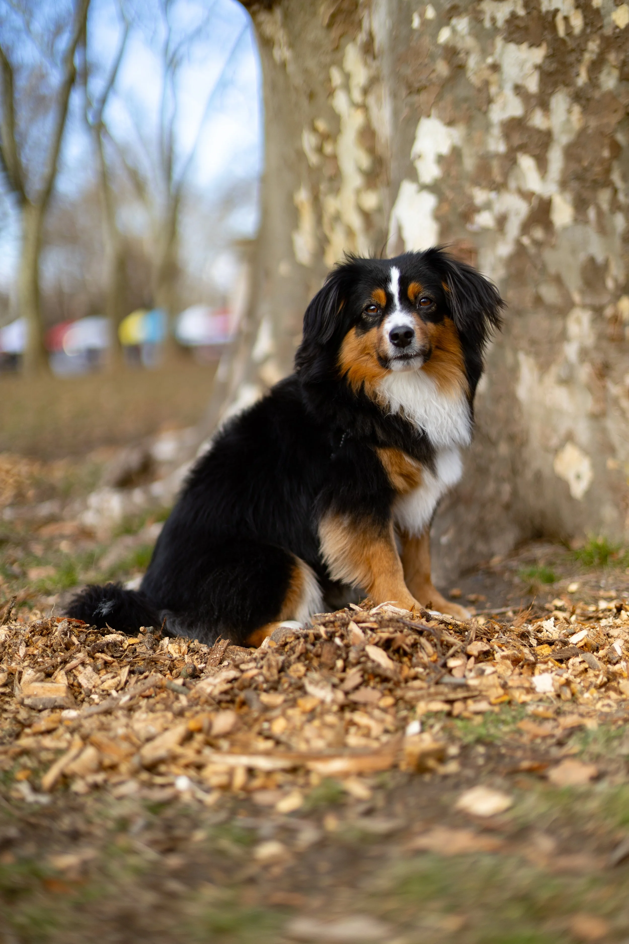 A tricolor Australian Shepherd puppy sitting outdoors in front of a textured tree trunk, with blurry trees and colorful blurred objects in the background, on a ground covered with dried leaves and wood chips.