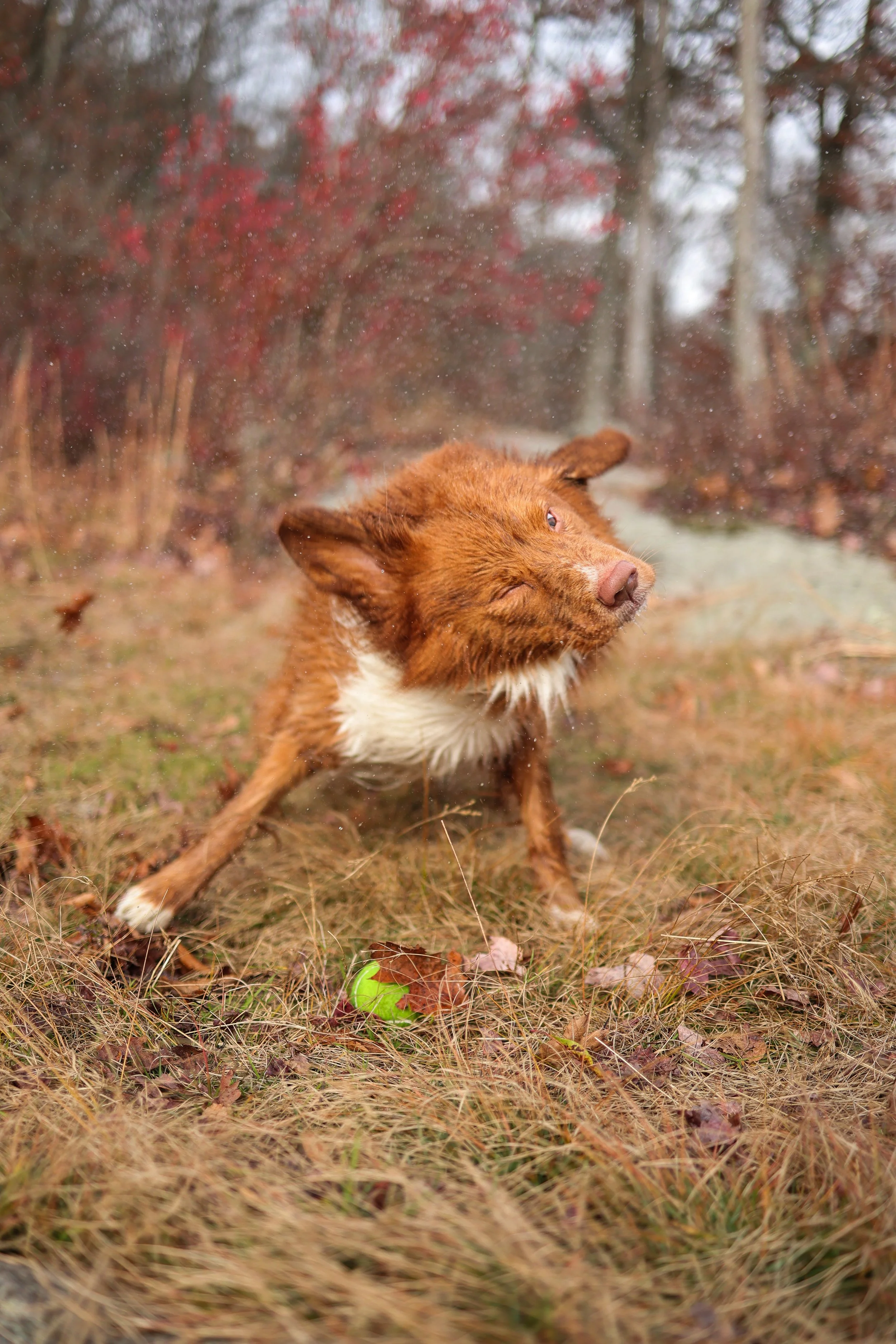 A small, wet, reddish-brown dog with white fur on its chest and paws, shaking off water in an outdoor autumn setting with dry grass, fallen leaves, and trees with red and brown foliage.