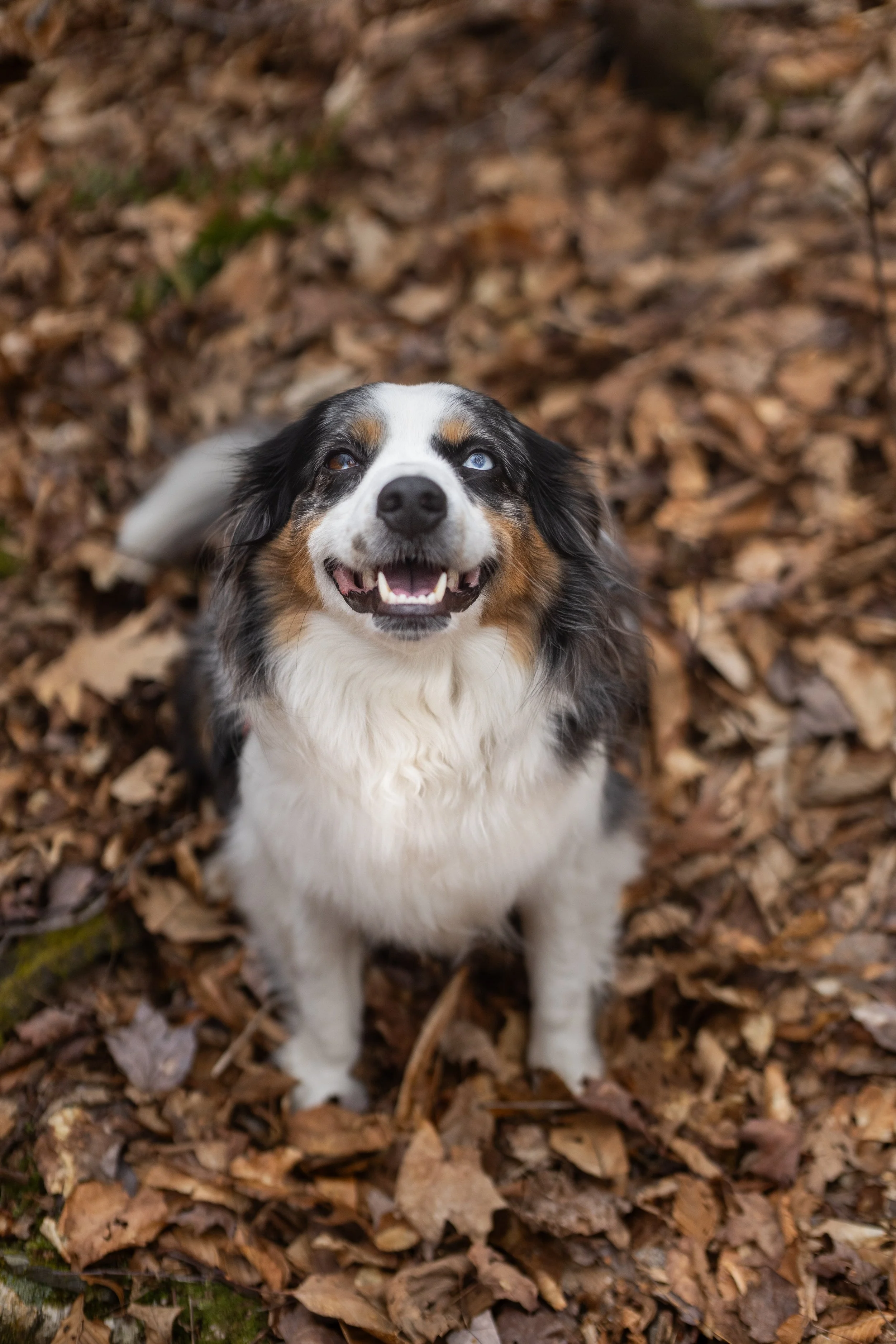 Smiling dog with black, white, and brown fur, blue eyes, and an open mouth, sitting on fallen autumn leaves in a forest.
