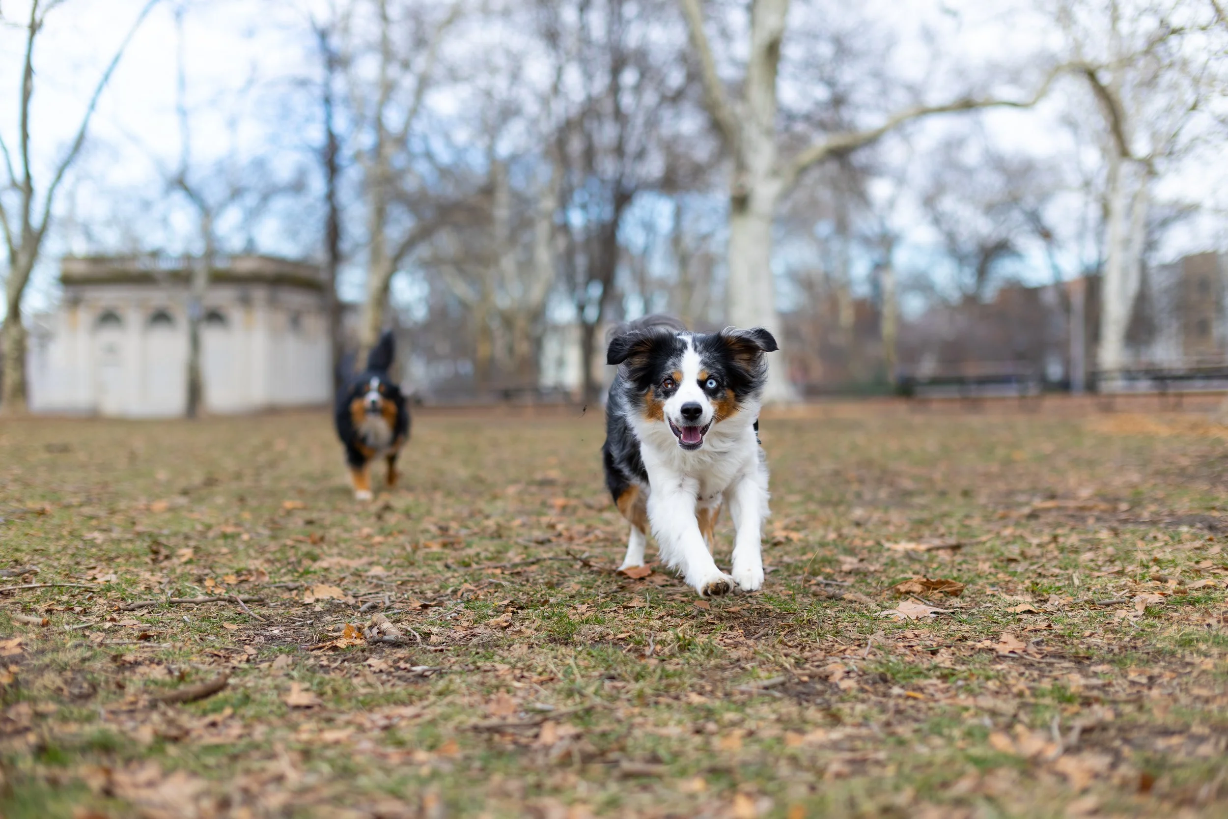 Two Australian Shepherd dogs playing in a park with leafless trees and a small pavilion structure in the background.