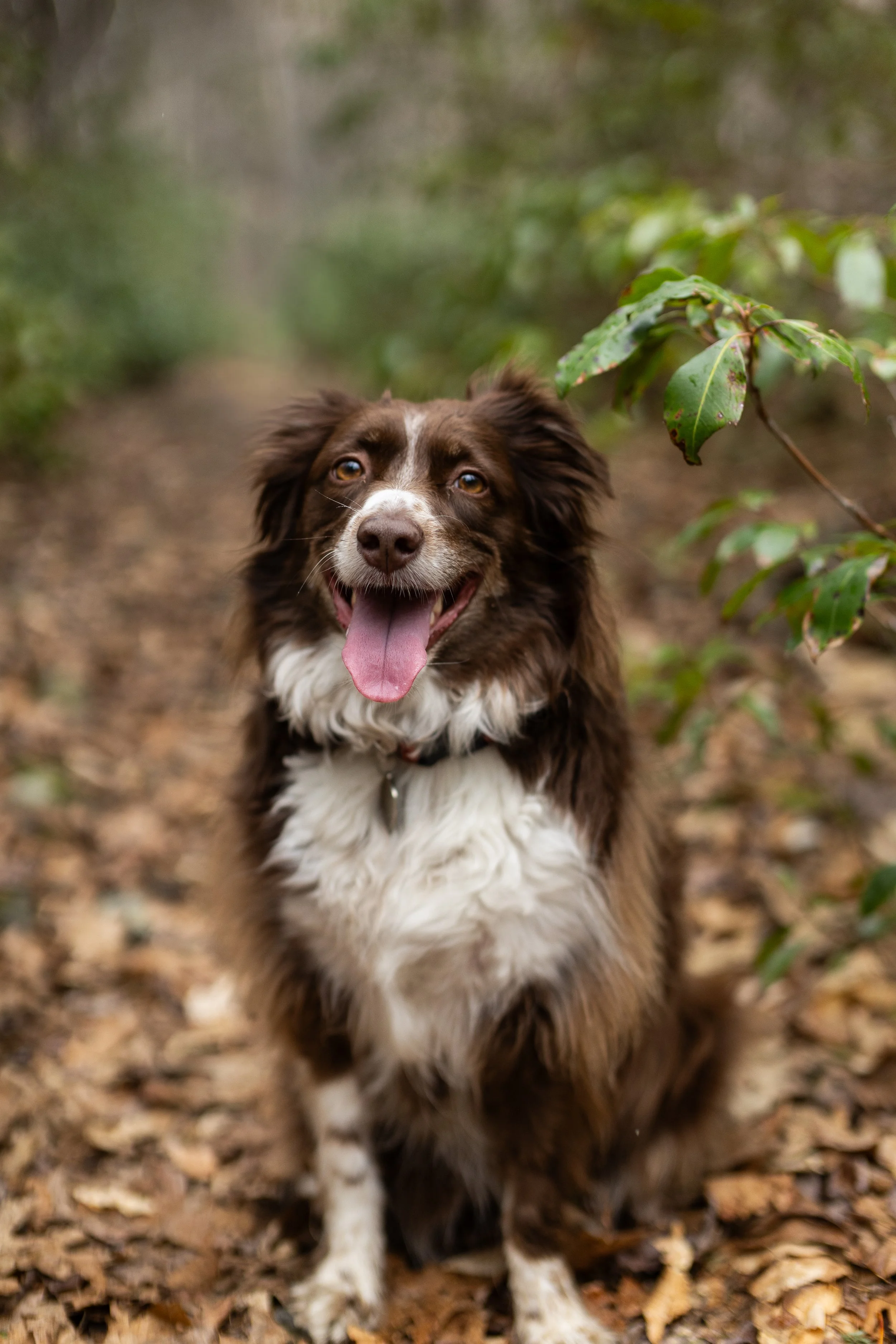 A happy brown and white Australian Shepherd dog standing outdoors on a leaf-covered ground with green trees in the background.
