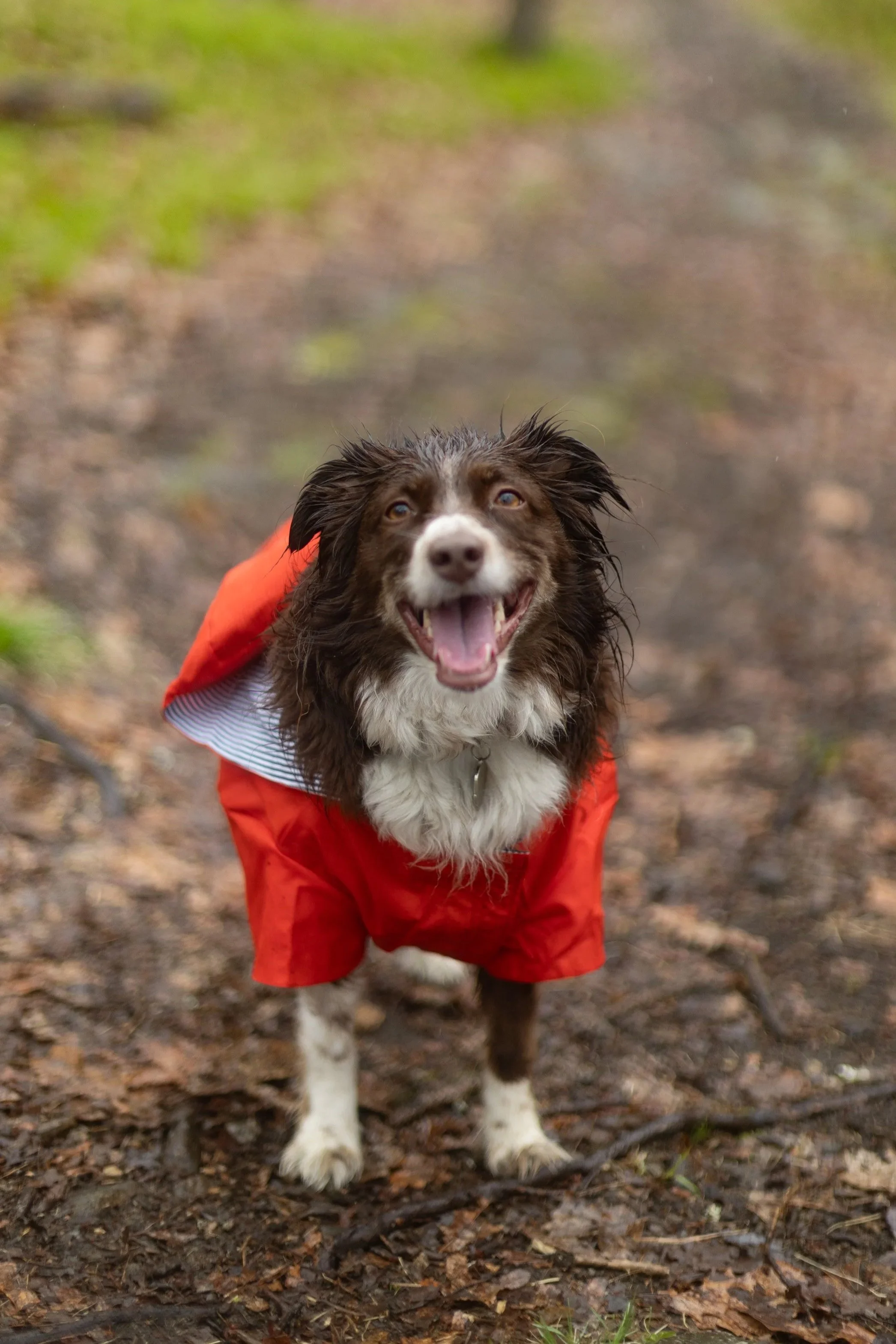 A happy dog wearing a red raincoat standing on a wooded trail with leaves and dirt.