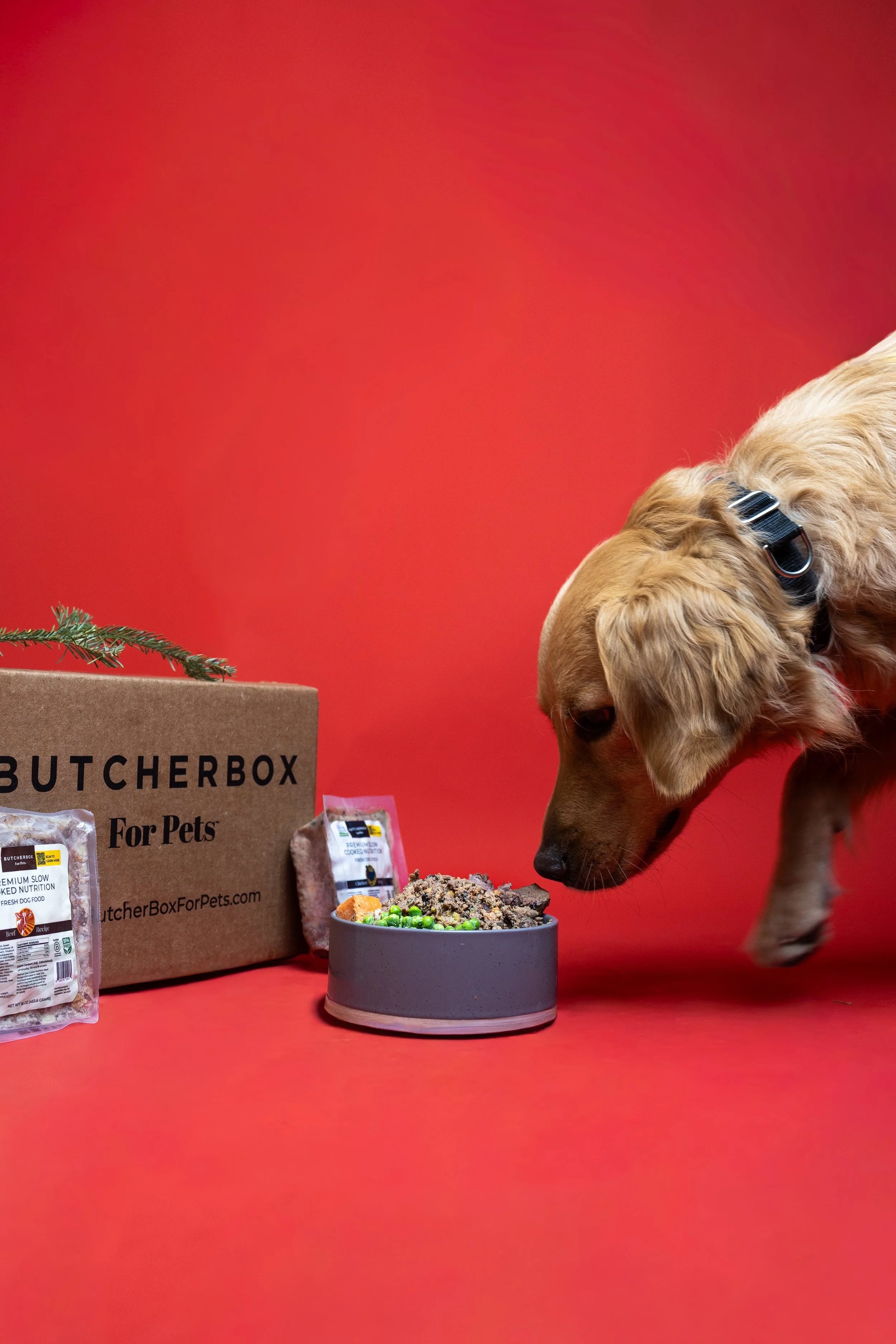 Golden retriever puppy with collar eating from a gray bowl of dog food against a red background. There are pet food packages and a cardboard box labeled 'BUTCHERBOX For Pets' nearby.