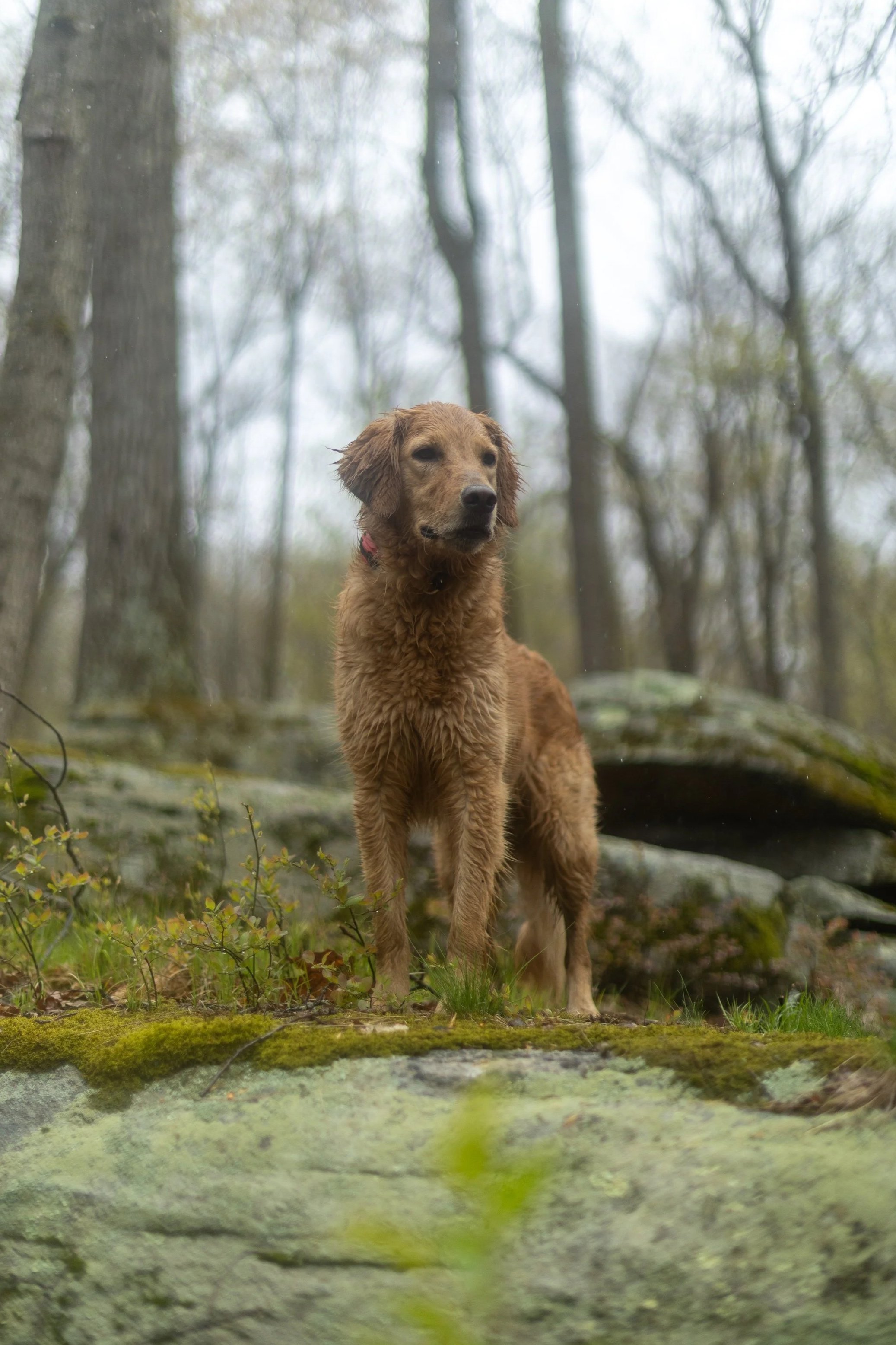 A dog with golden fur standing on moss-covered ground in a misty forest with tall trees in the background.
