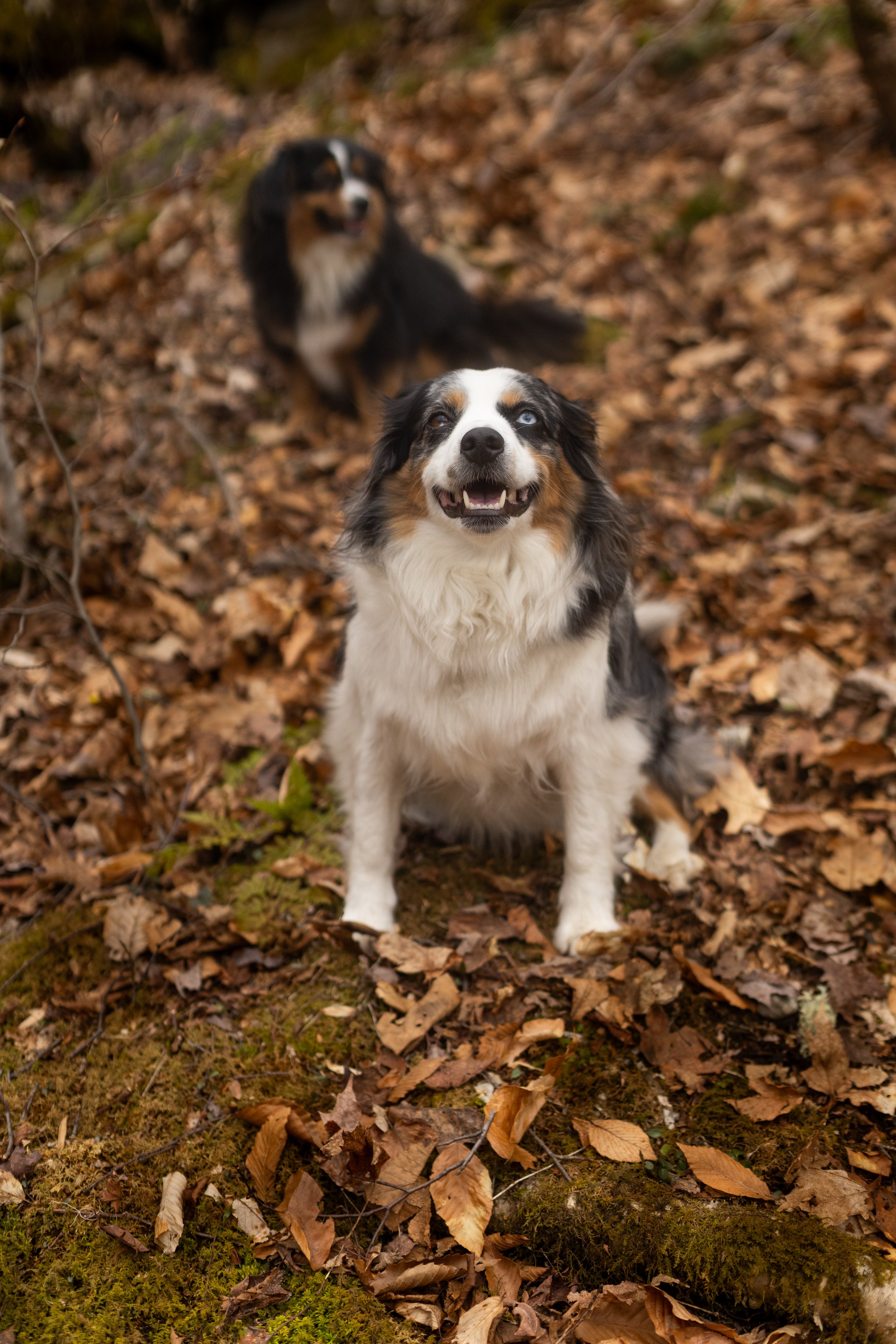 Two dogs sitting on a forest floor covered with fallen leaves, one in the foreground with a happy expression and the other in the background, both surrounded by trees.