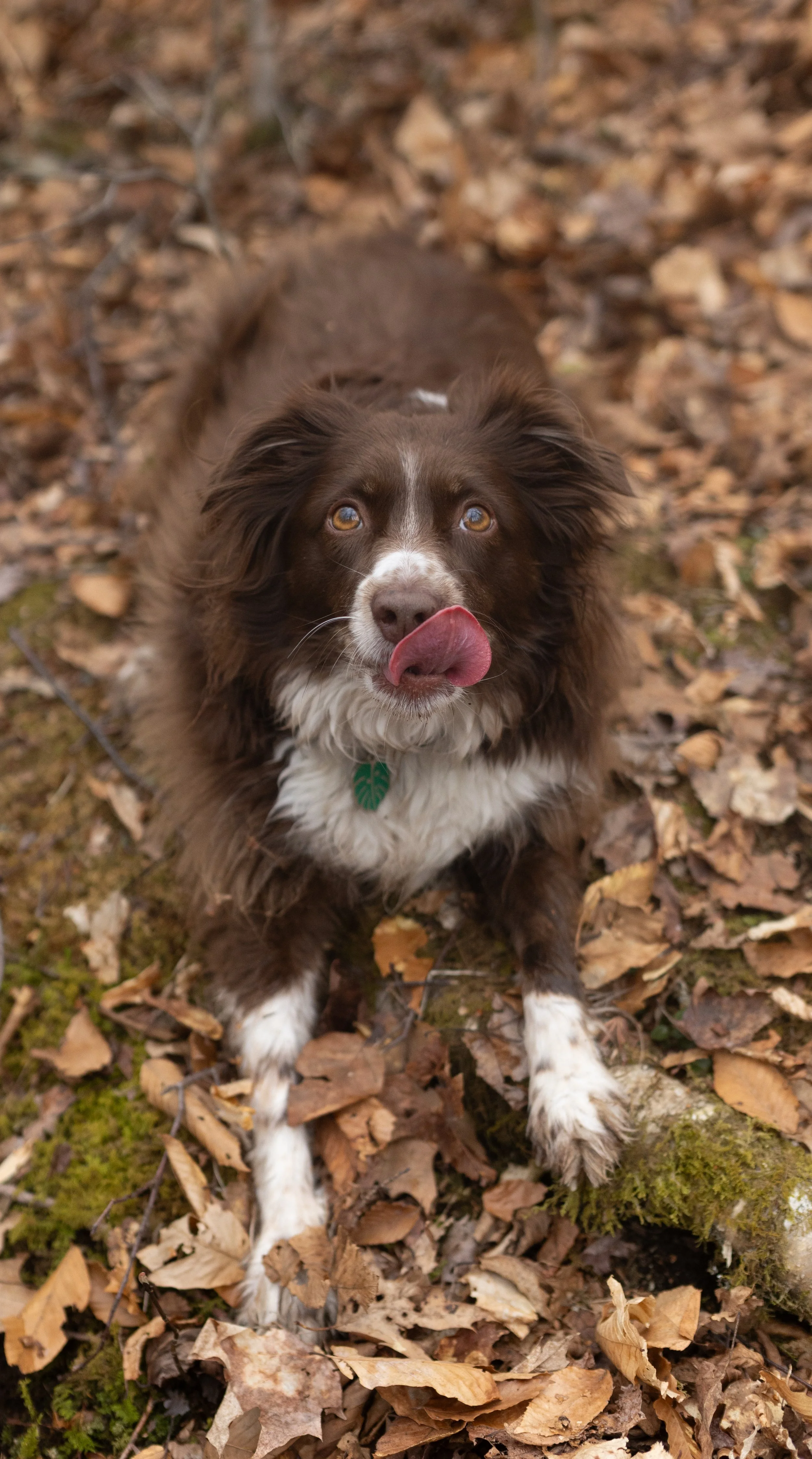 A brown and white dog sitting on a bed of fallen leaves in a forest, licking its nose.