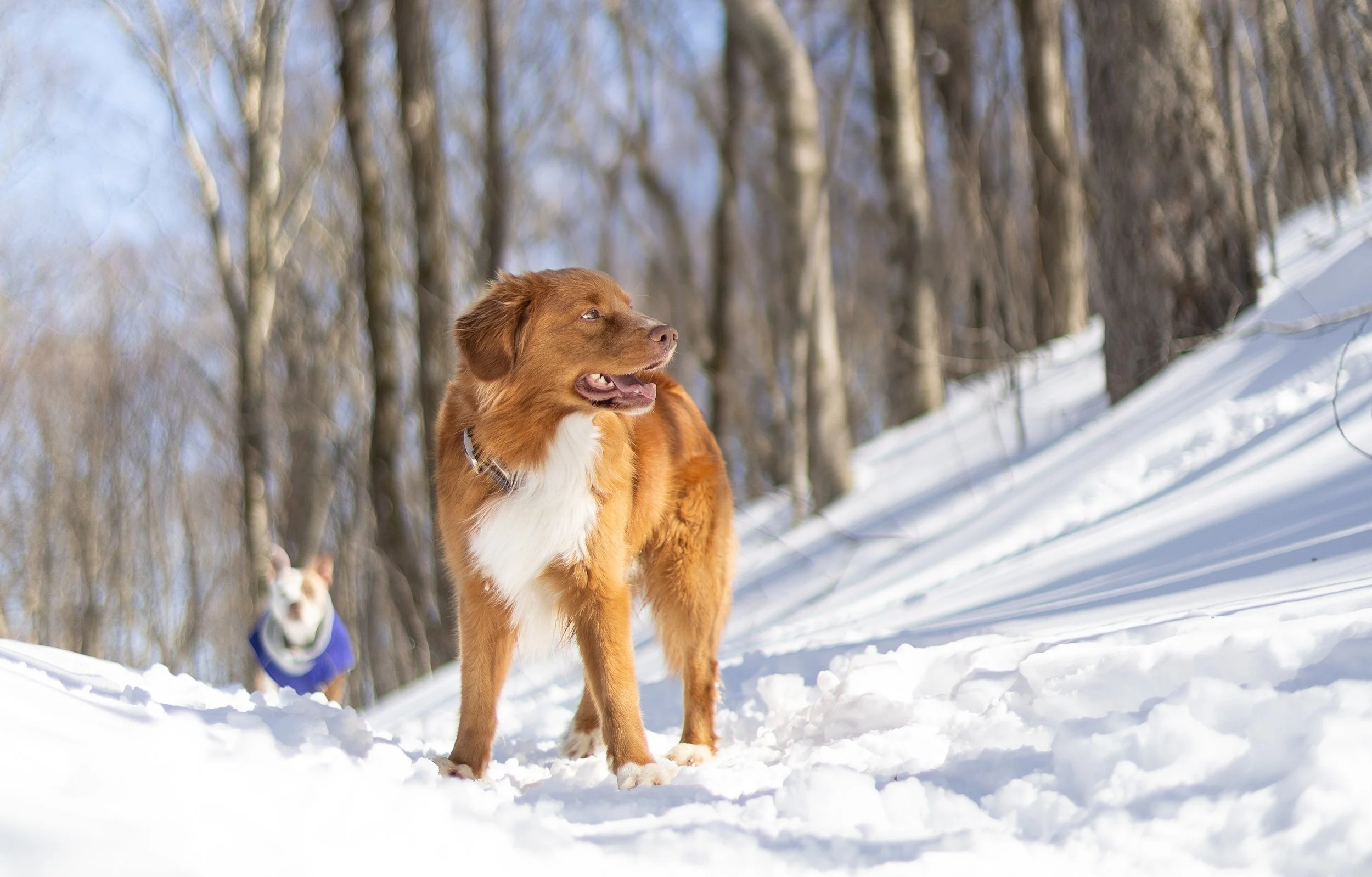 A dog standing in snow with a forest of leafless trees in the background, another dog wearing a blue jacket visible behind it.