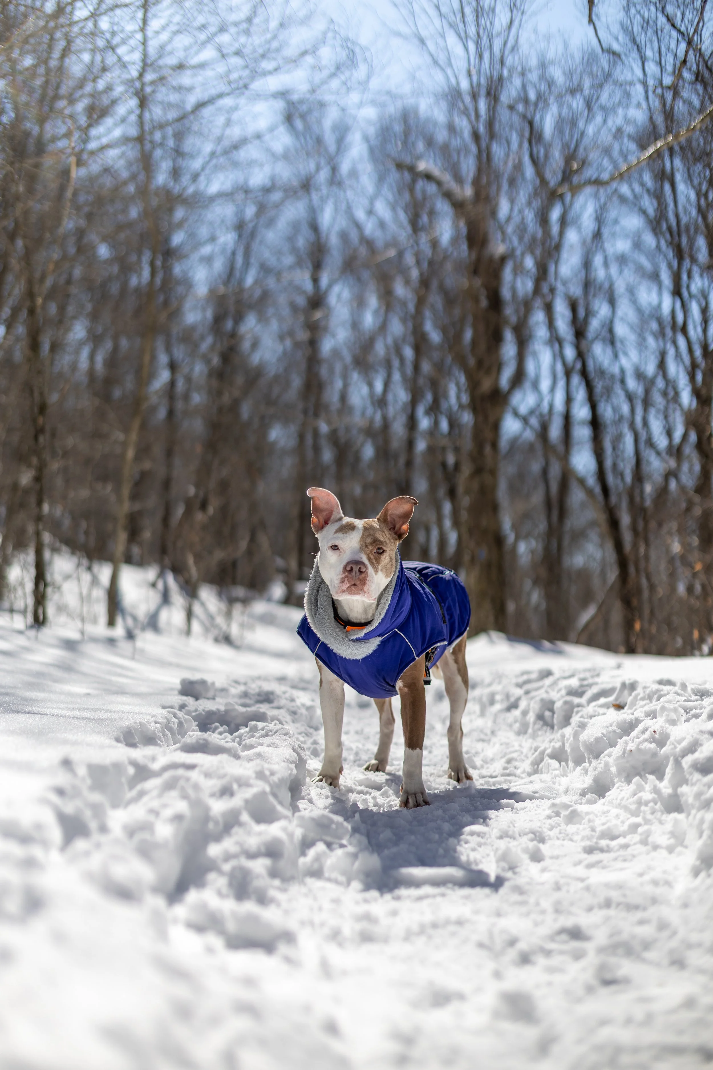 A dog standing on snow-covered ground in a forest, wearing a blue winter coat. Bare trees surround the scene, under a partly cloudy sky.