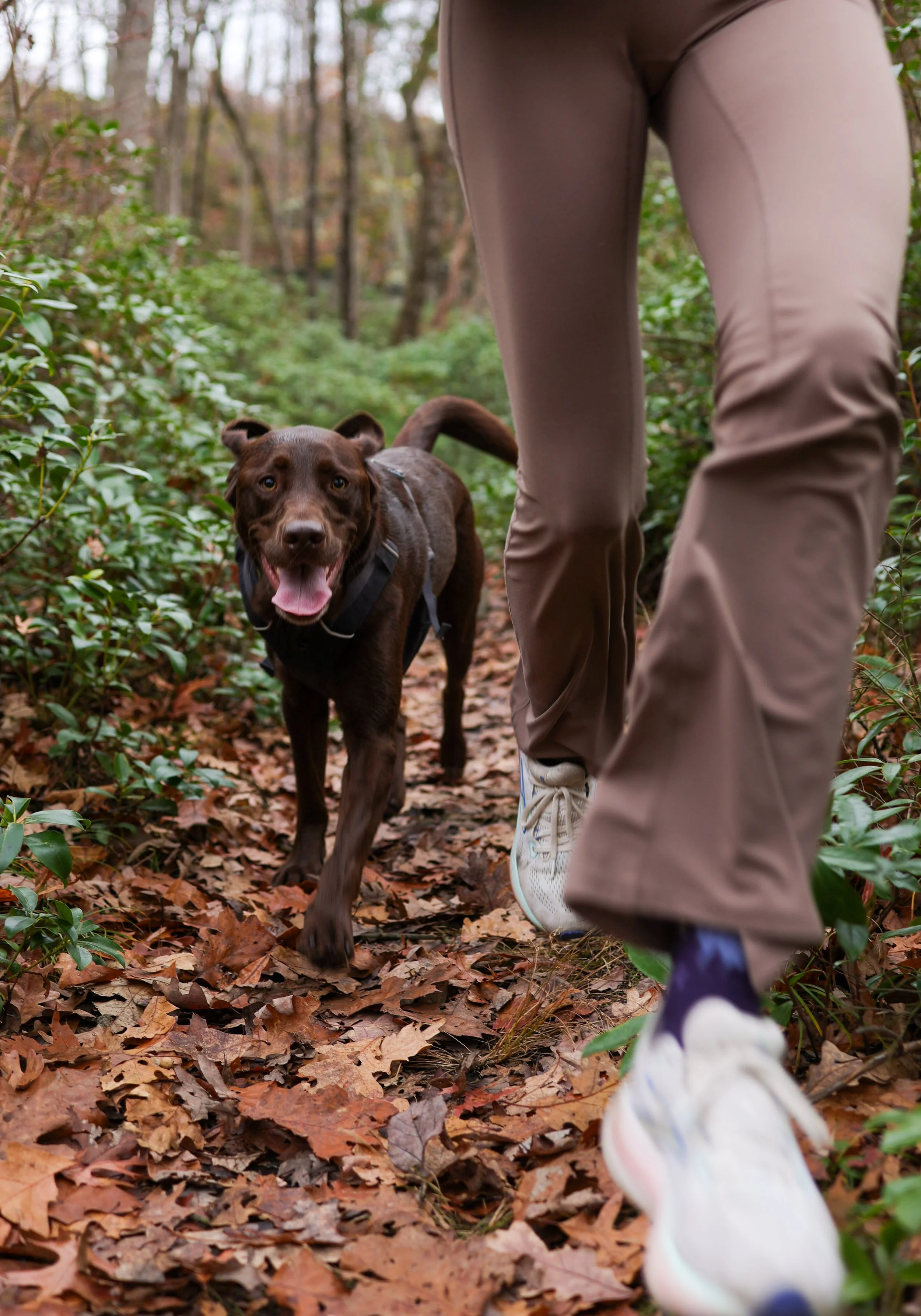Person trail running with a brown dog on a leaf-covered forest trail.