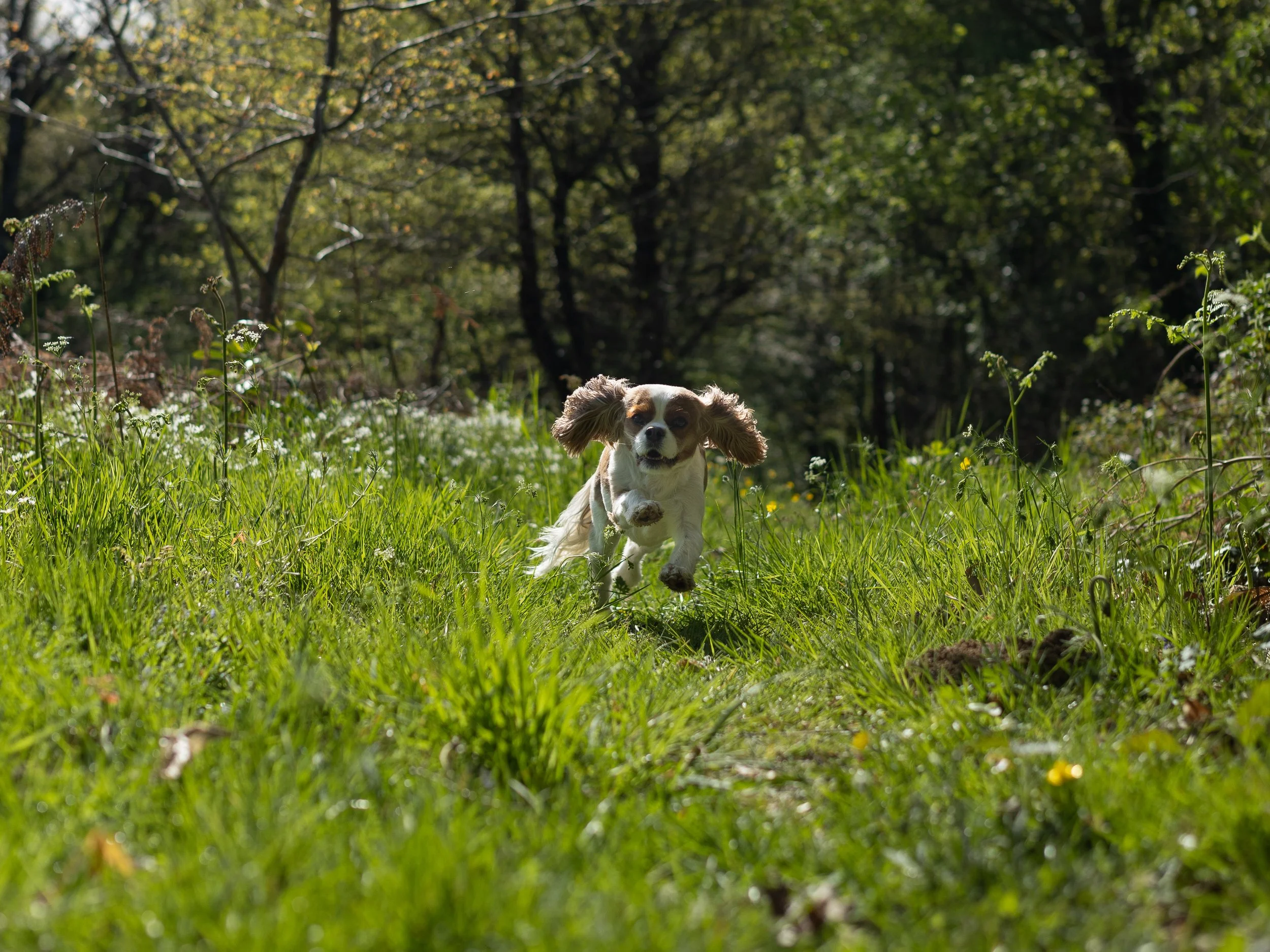 Small dog running through a grassy field in a wooded area, with trees and sunlight in the background.