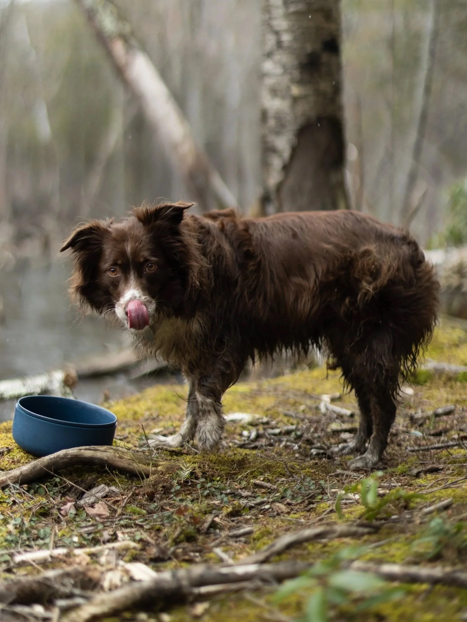 A brown and white dog with a fluffy coat standing outdoors on grassy ground near a blue bowl, with a blurred forest background.