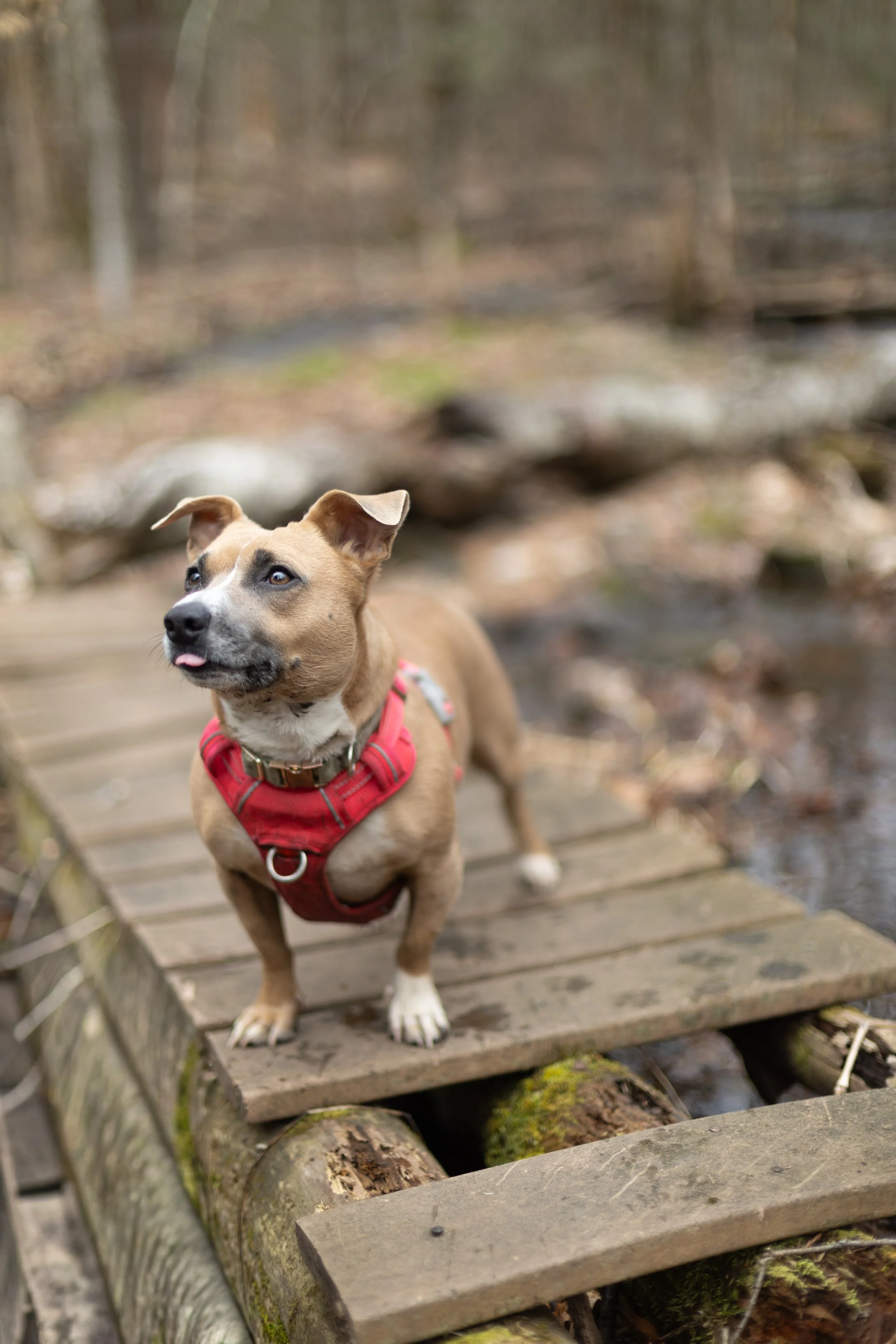 A small dog with a tan coat, wearing a red harness, standing on a wooden footbridge over a creek in a wooded area.