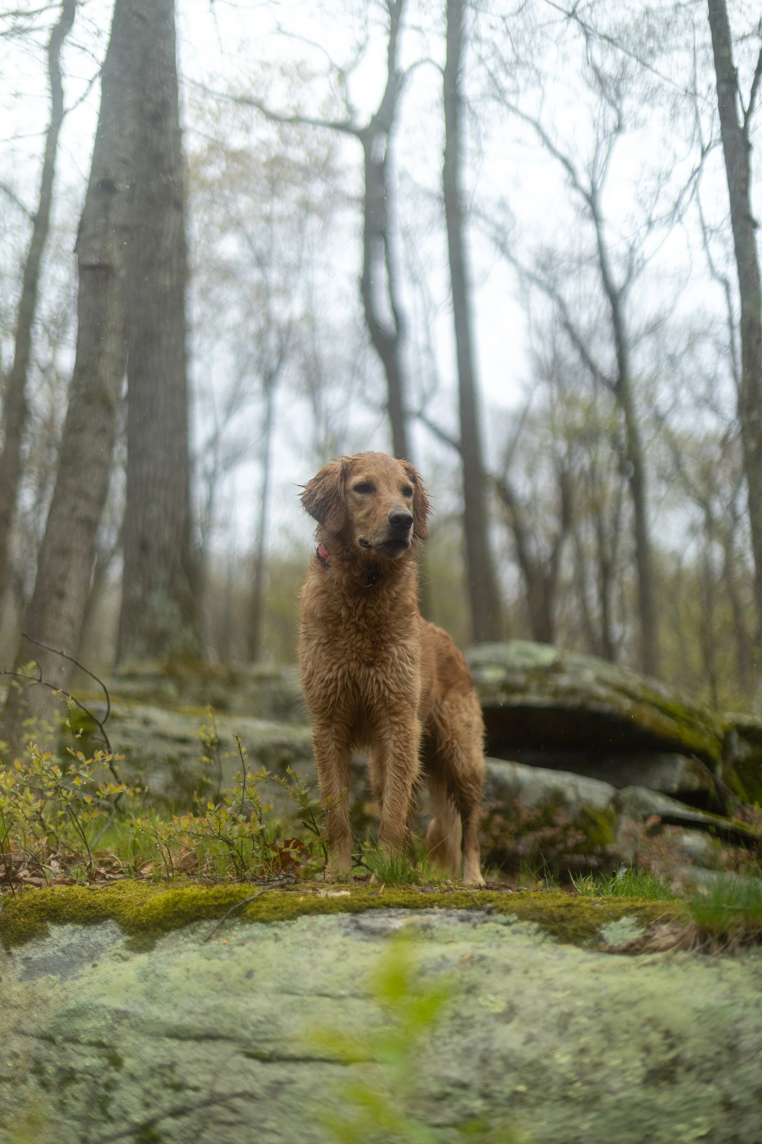 A young brown dog with wet fur and floppy ears standing in a forest among trees and moss-covered rocks, looking alert.