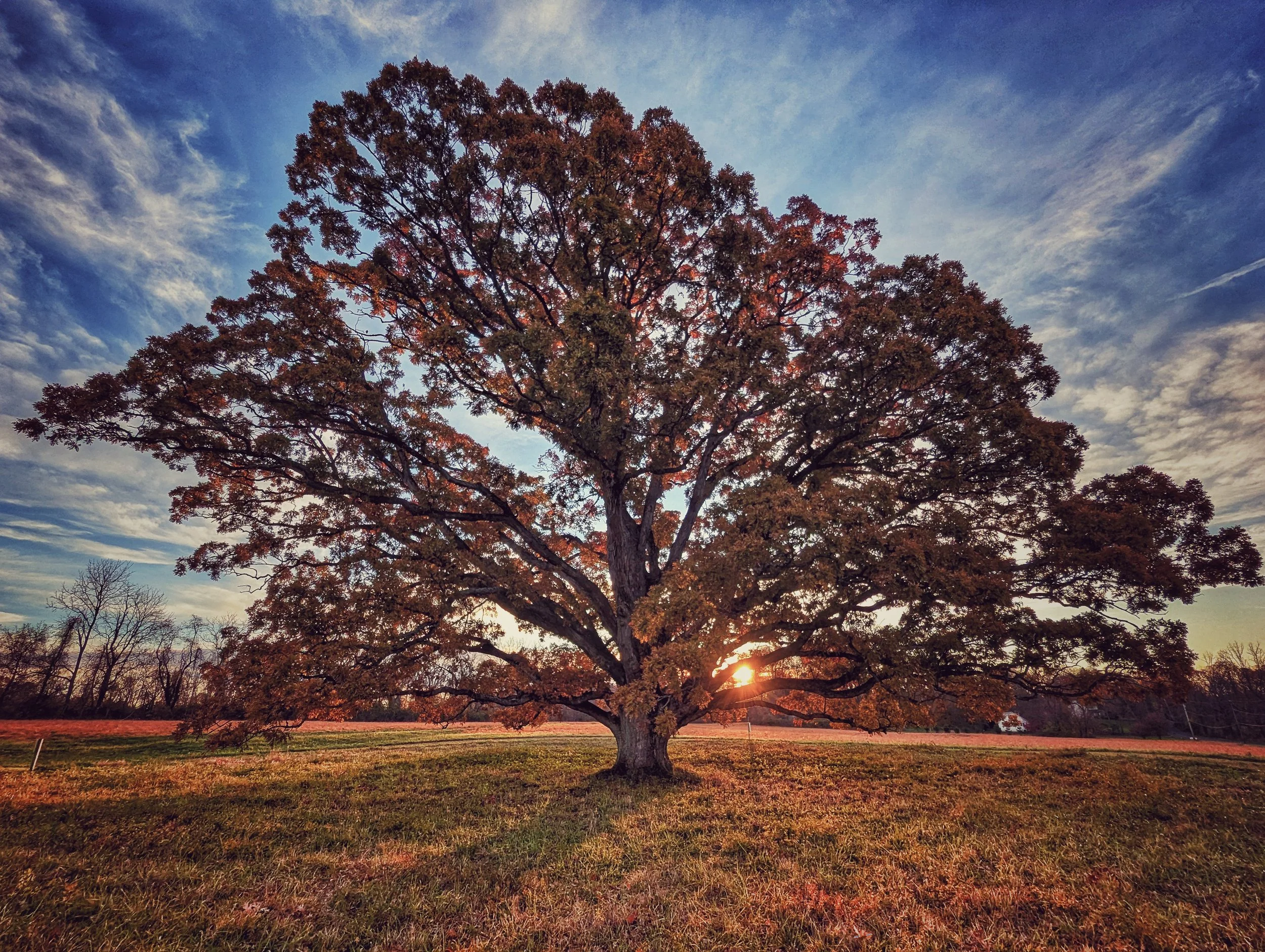 A Tree to Climb 8x10