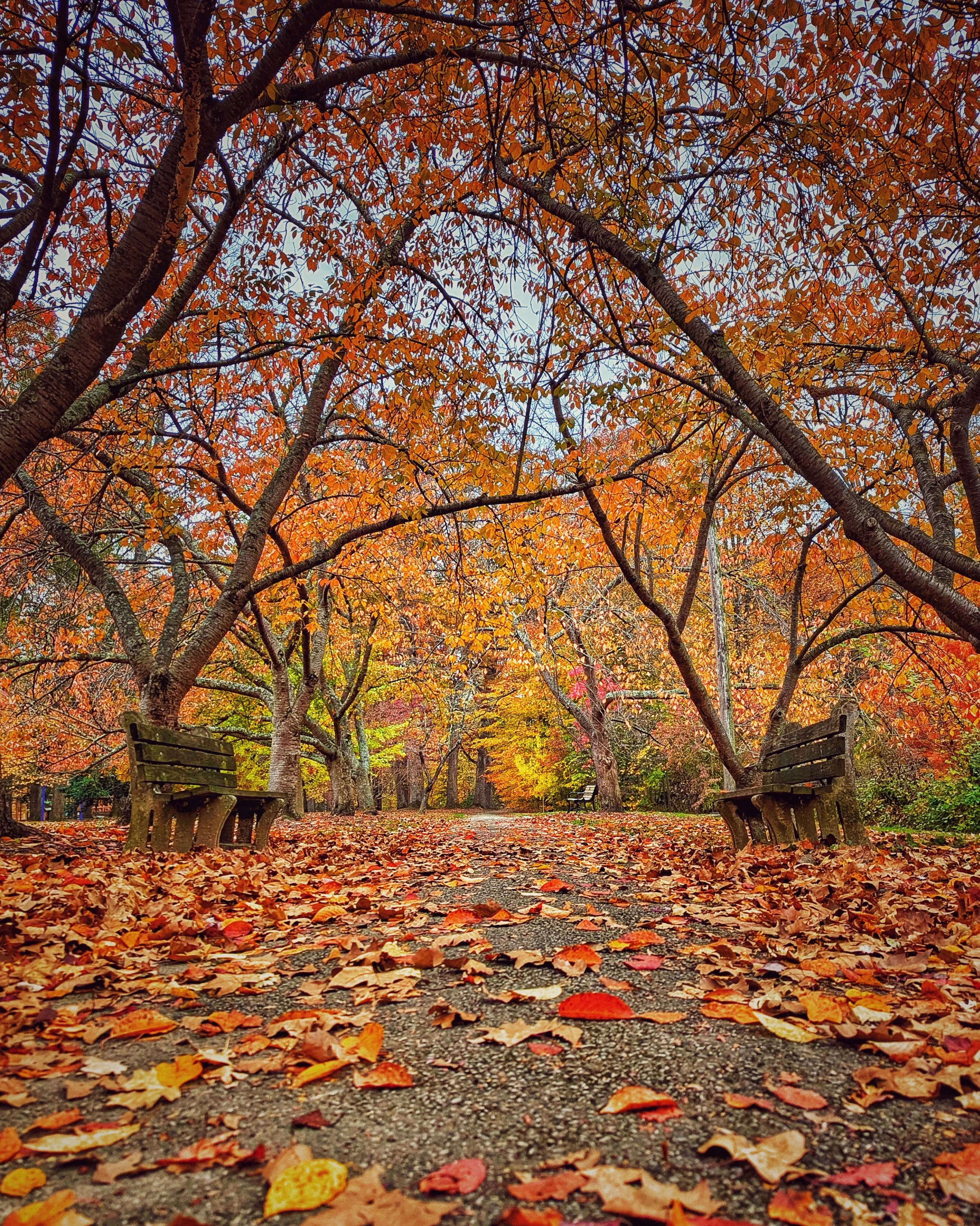 Path of Leaves 8x10