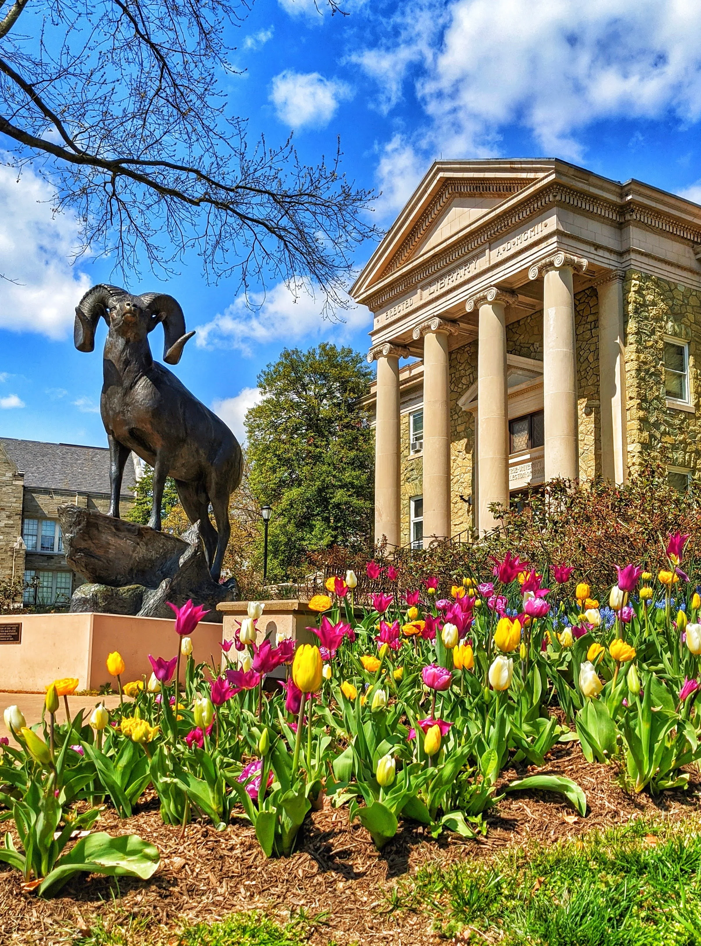 Rammy Statue-Tulips 8x10
