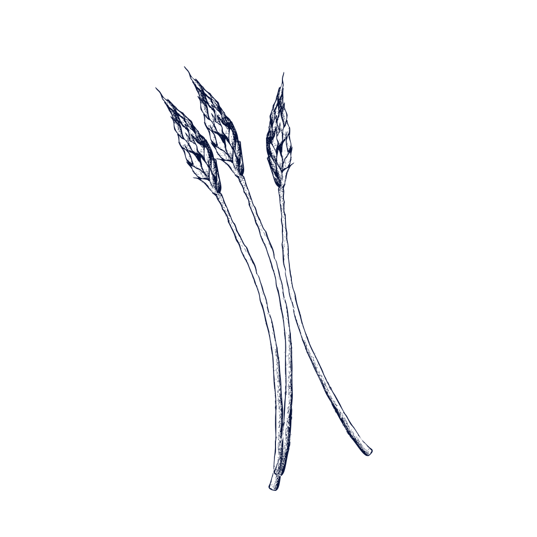 Outline illustration of three wheat stalks in blue color on a black background