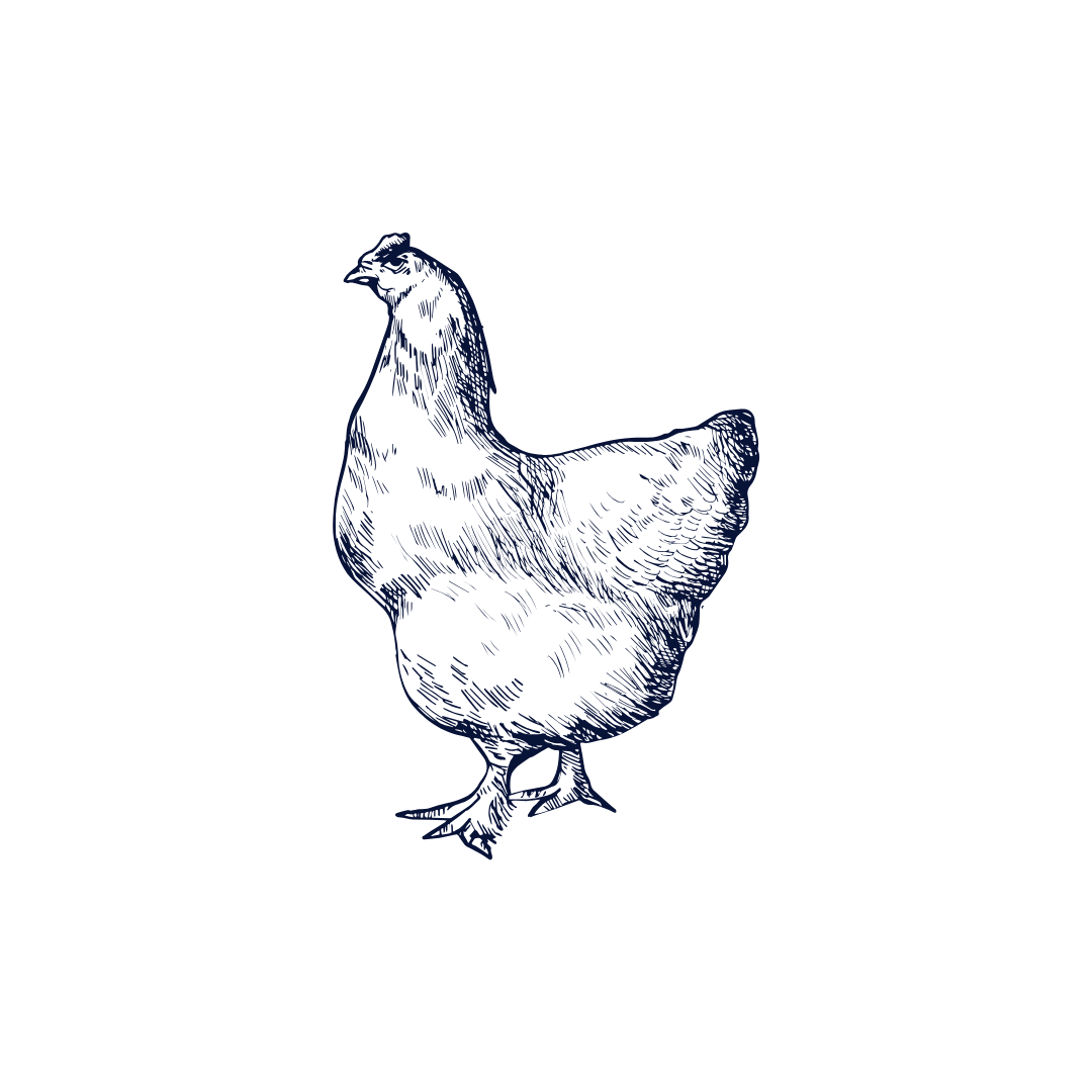 Illustration of a chicken.