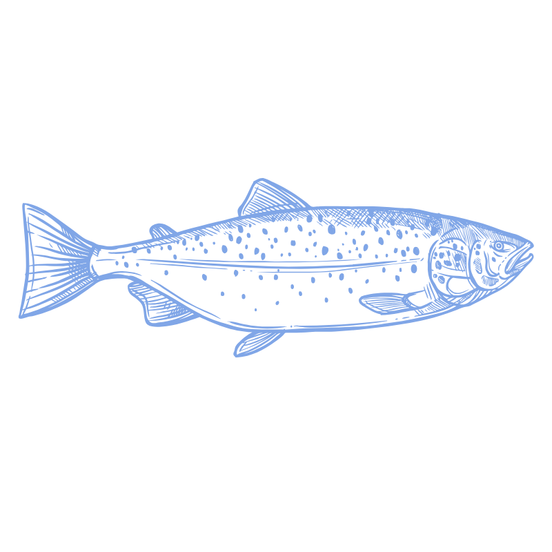 Line drawing of a fish with detailed fins and spots, shown in a side view.