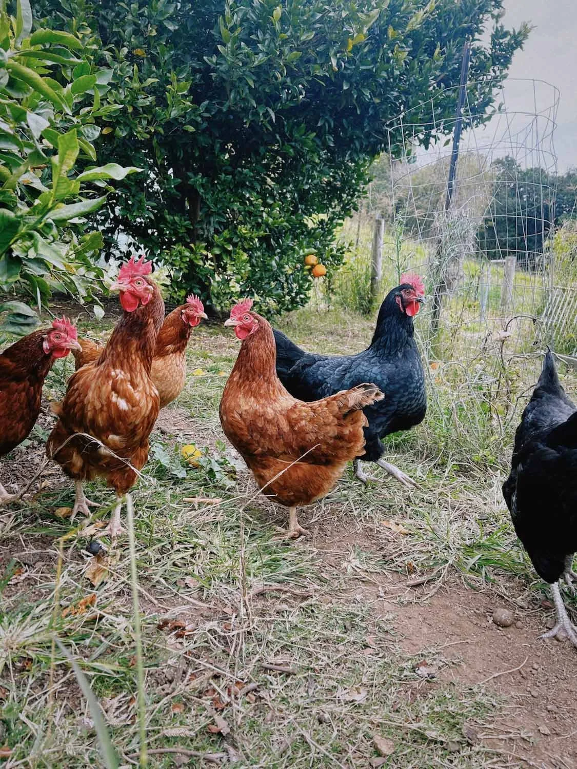 Chickens roaming a farm Austin, Texas.