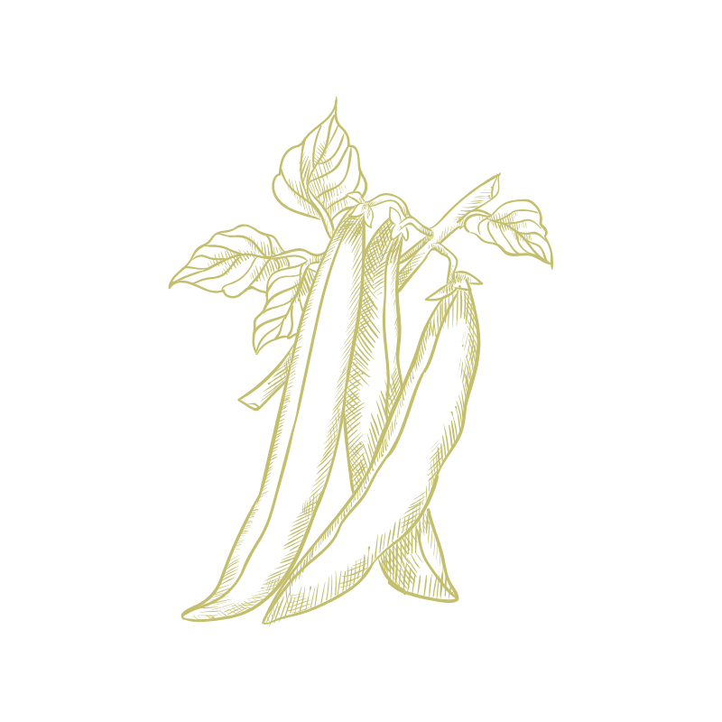 Illustration of a plant with large leaves and a flower, outlined in yellow on a black background.