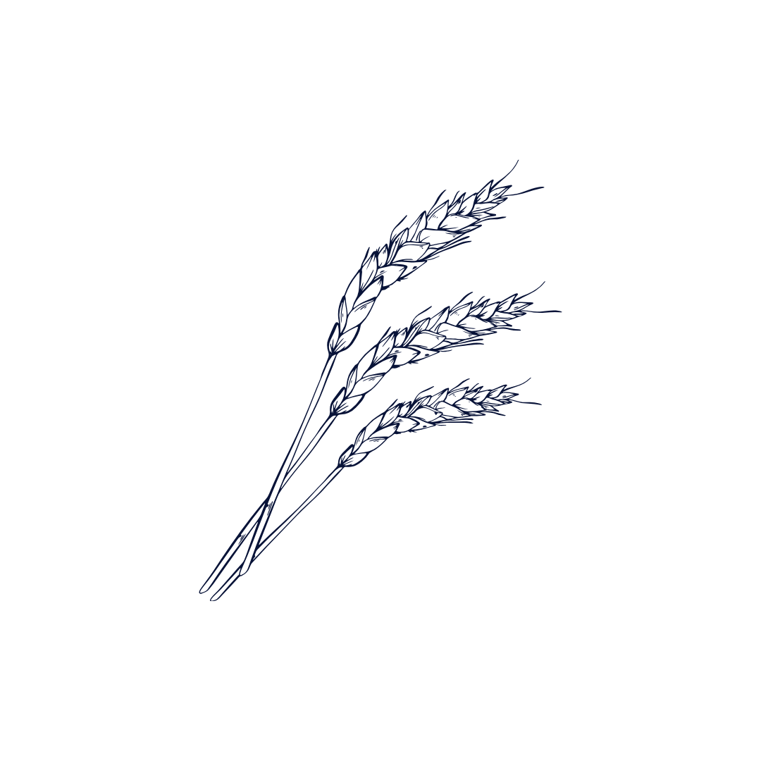 Illustration of wheat.