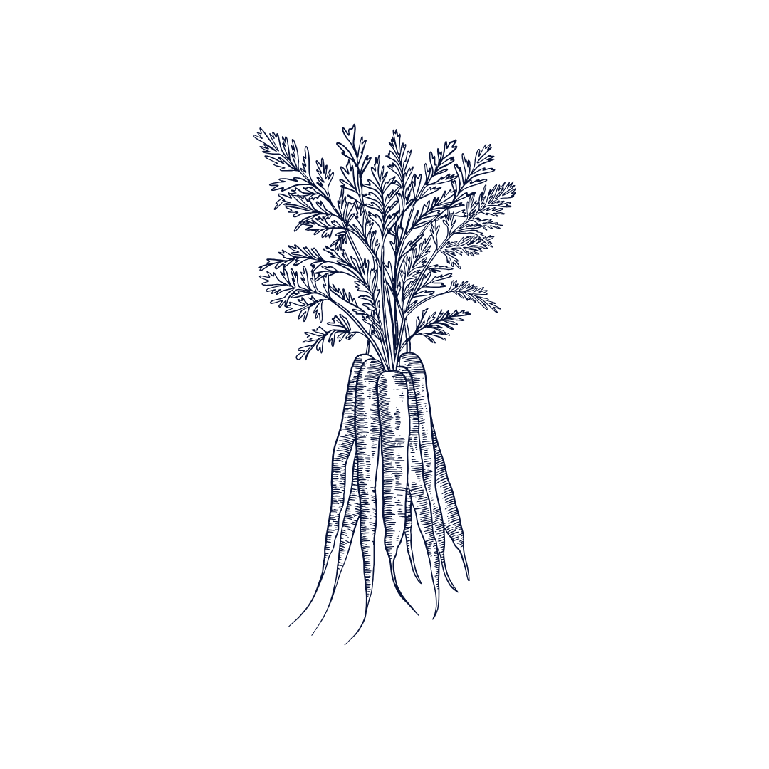 Illustration of carrots.