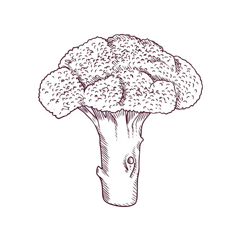 Line drawing of a broccoli floret against a black background.