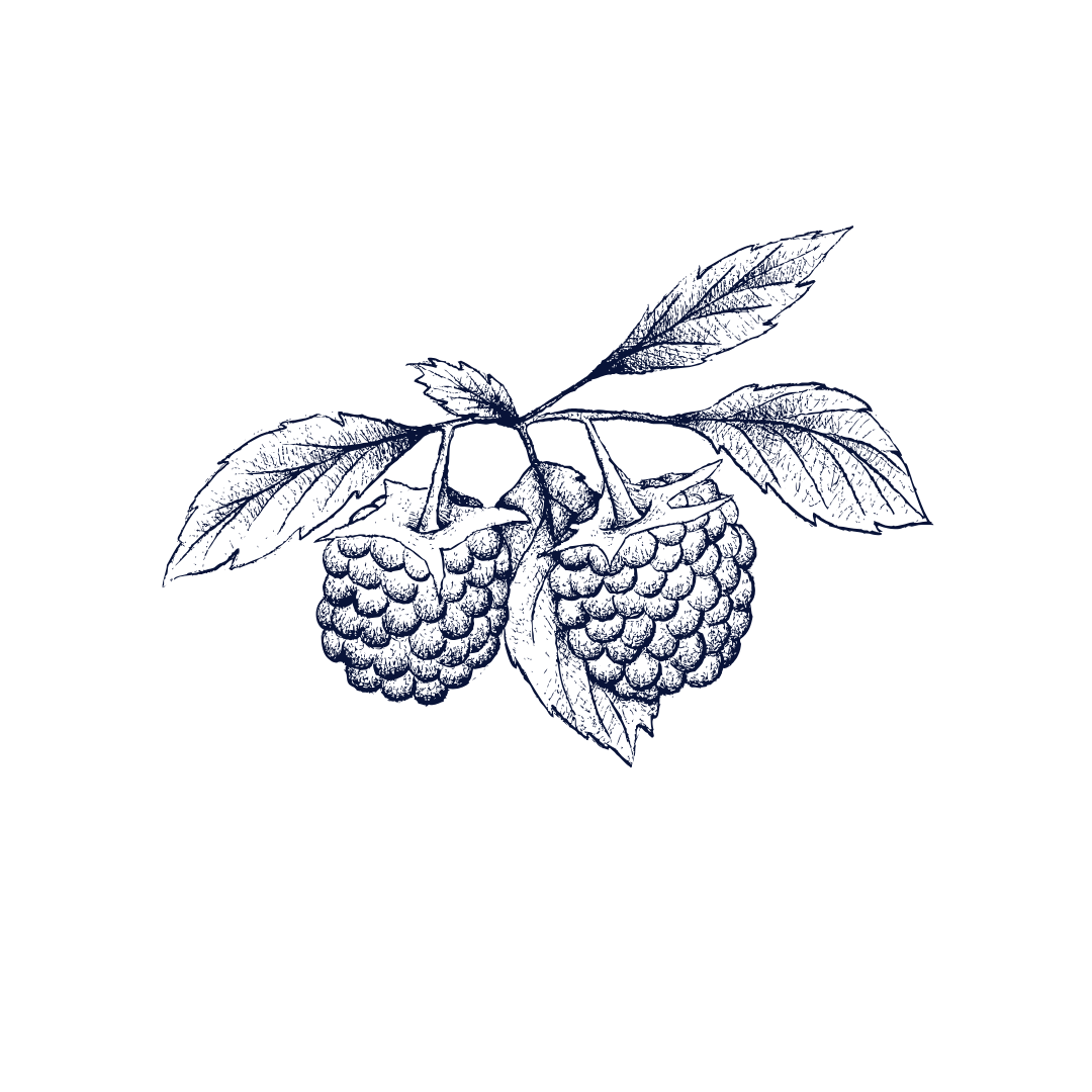 Illustration of berries.