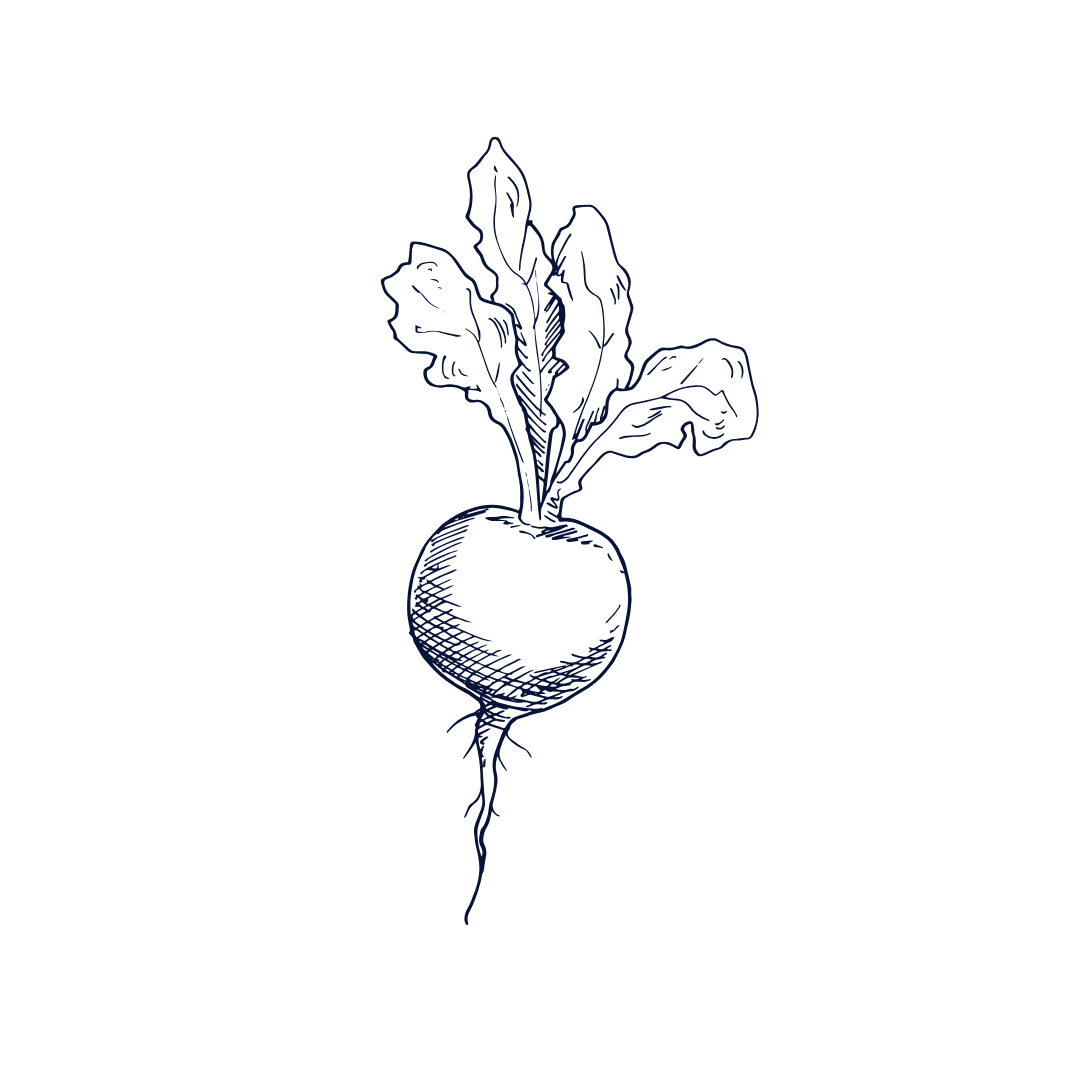 A line drawing of a beet with leaves on top, sketched in dark blue on a black background.