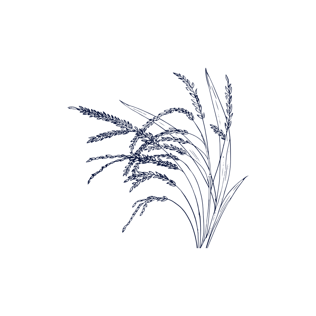 Illustration of wheat grain.