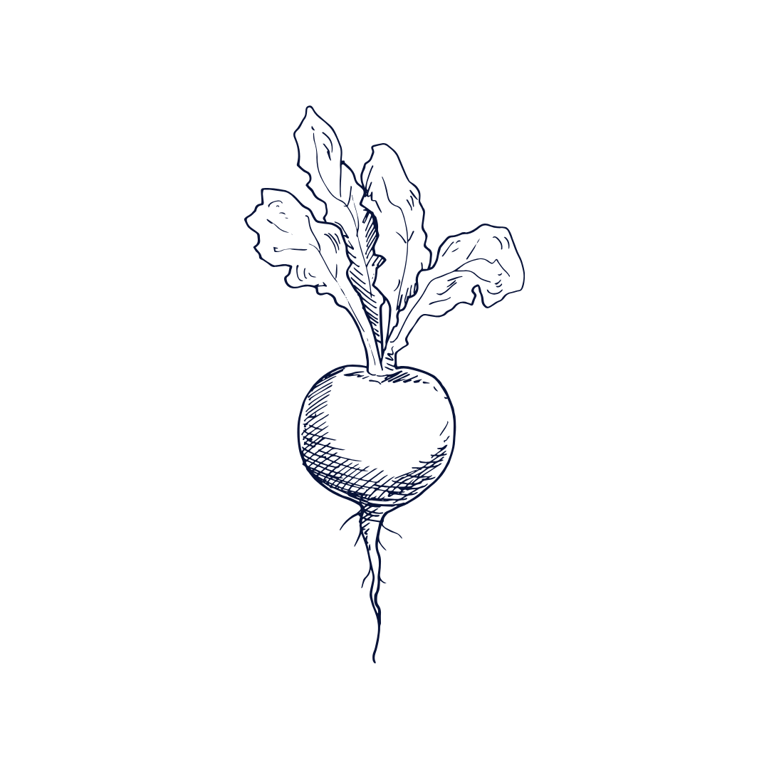 Line drawing of a radish with leaves on a black background.