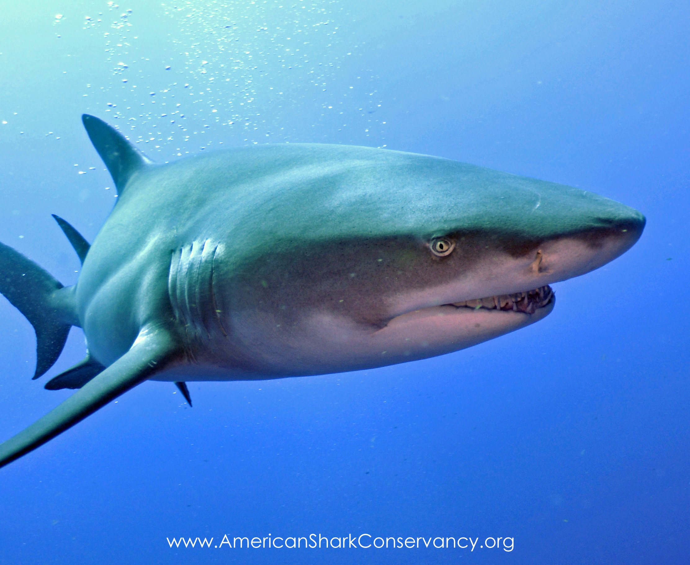 Great White Shark swimming underwater with blue ocean background and bubbles, website text at bottom. News with tagging Great White Sharks in the ocean.