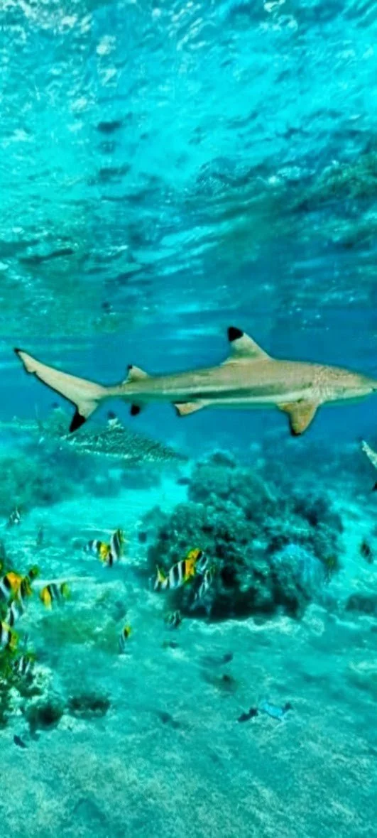 The Guardians of Ocean Balance