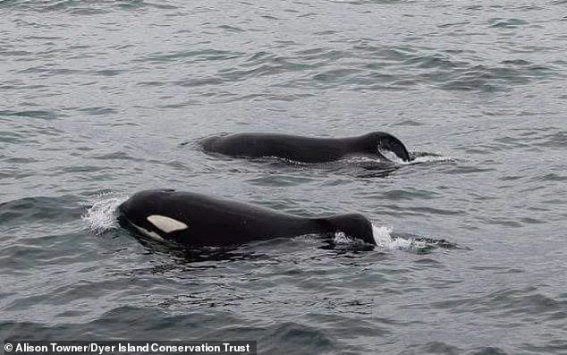 Port and Starboard: South Africa’s Shark hunting Orcas