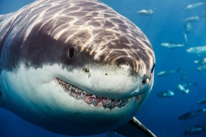 The Great White