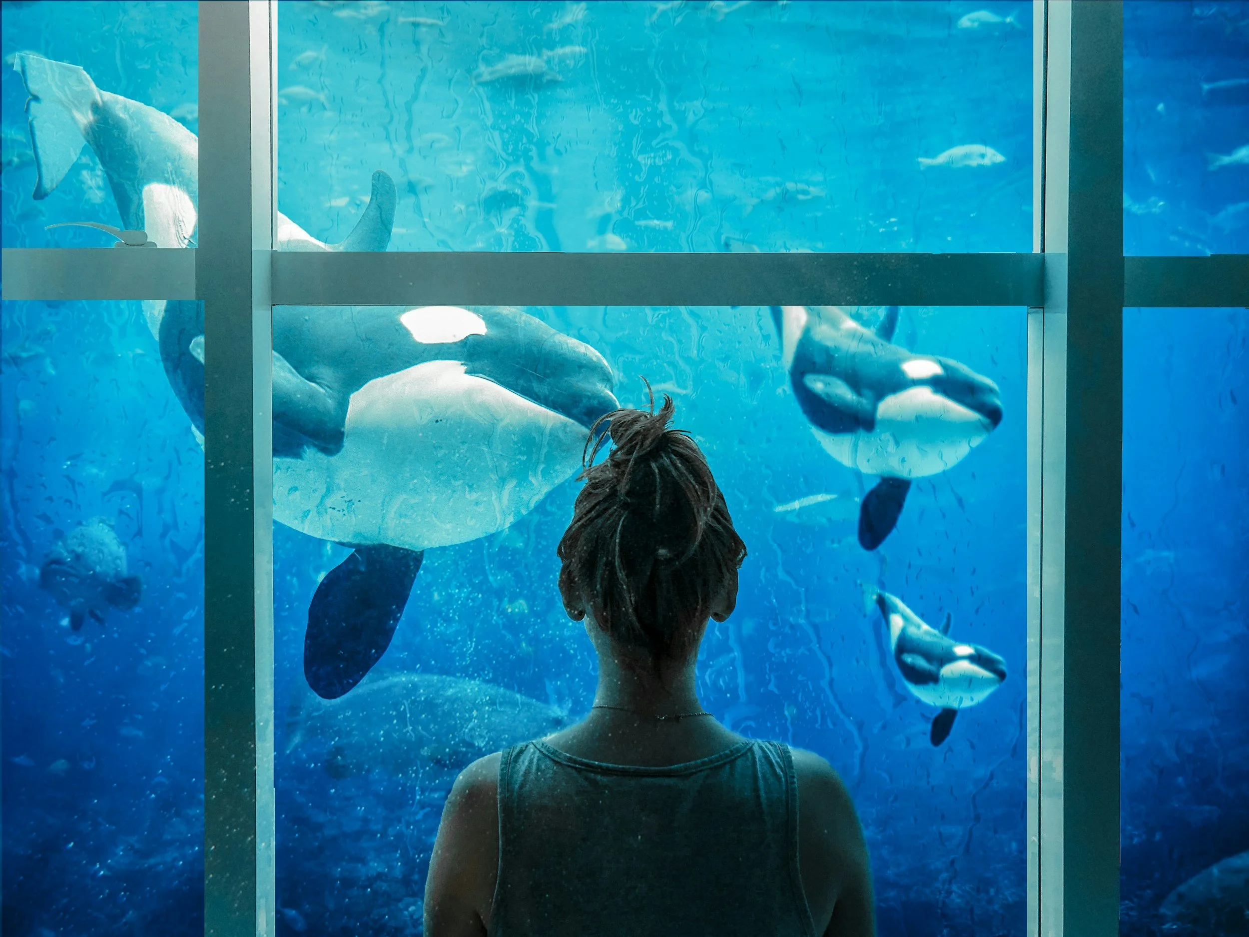Someone looking through a glass window of Orca's in captivity