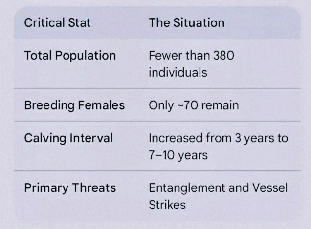 Statistics on the Right whale