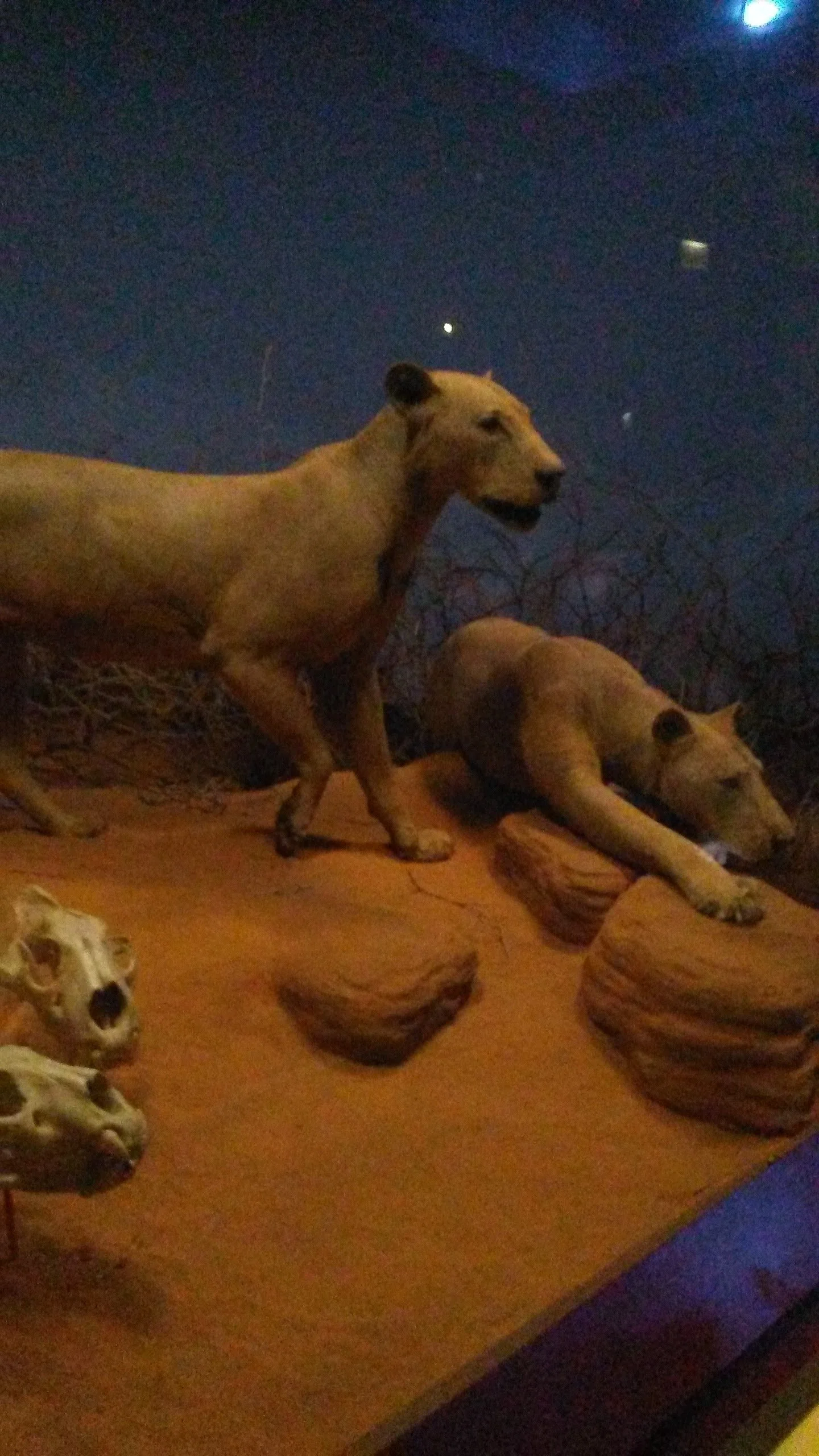 The Lions of Tsavo at the Chicago Field Museum