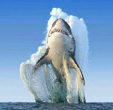 A great white shark breaching out of the water with waves crashing around.