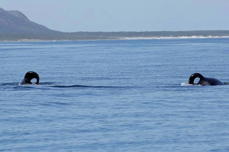 Port and Starboard the shark hunting orcas