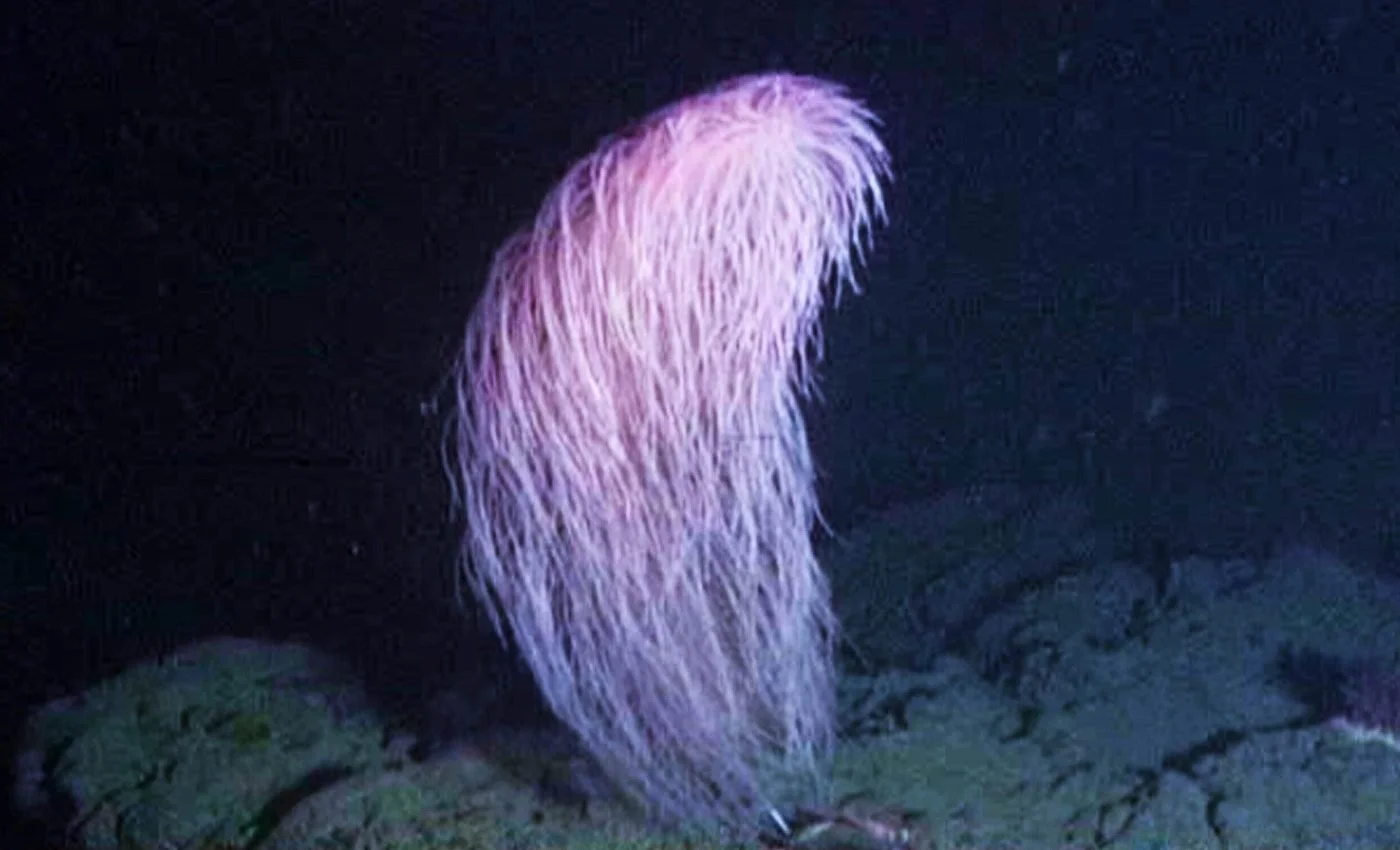 Iridogorgia chewbacca deep sea coral