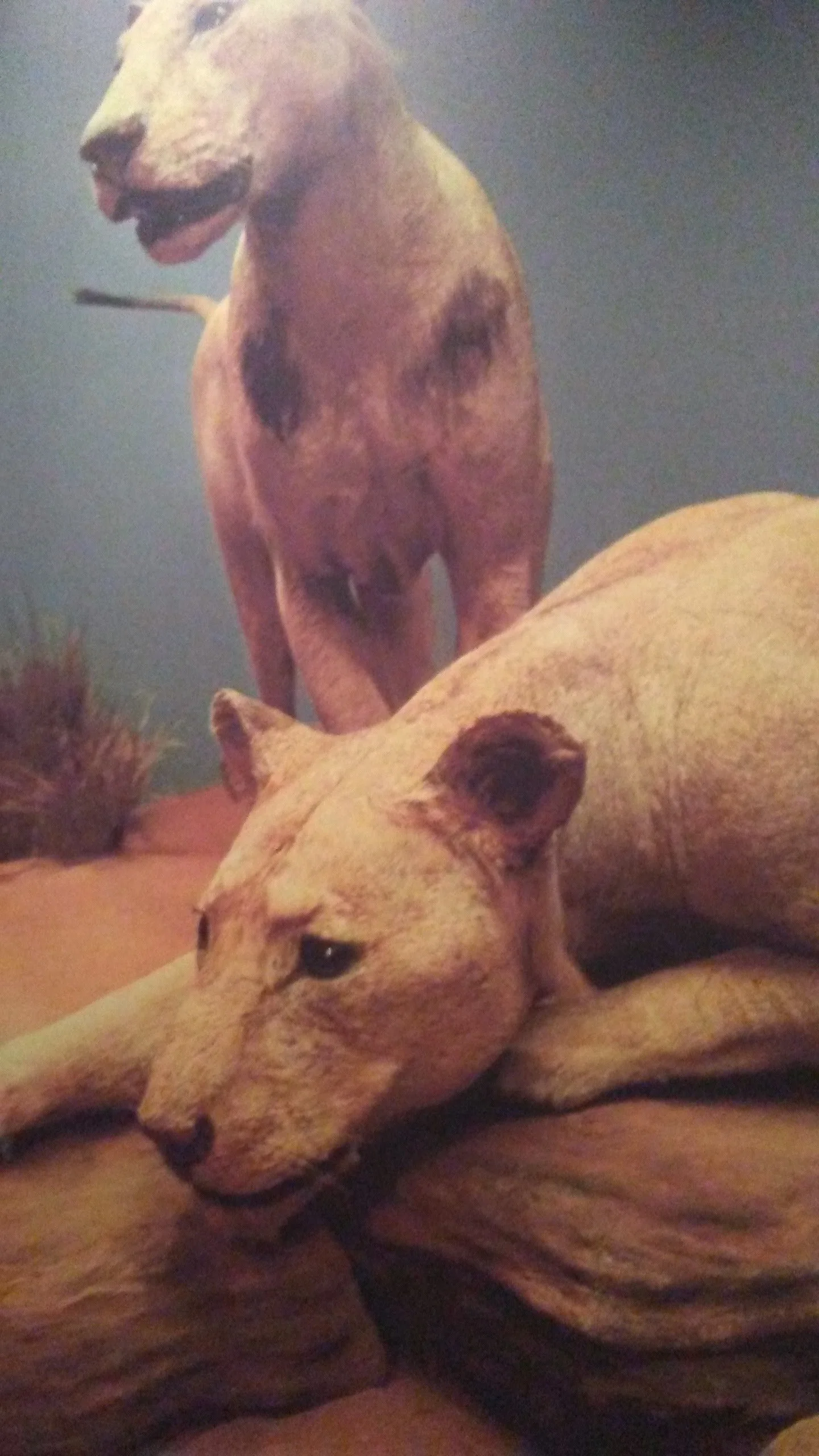 The Lions of Tsavo at the Chicago Field Museum