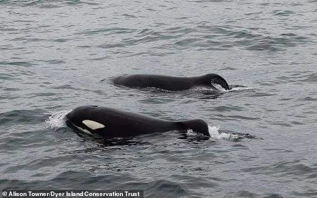 Port and Starboard, the shark hunting Orcas
