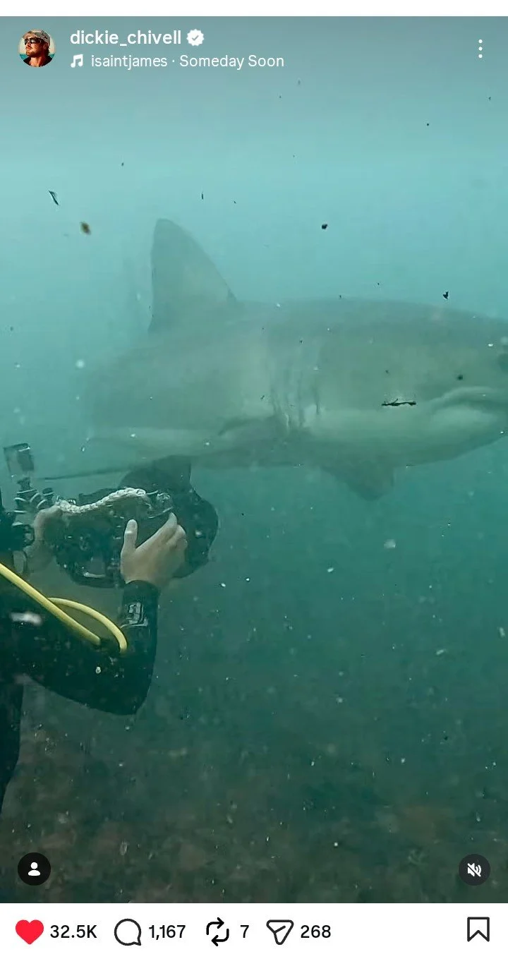 A diver in full scuba gear photographs a large shark swimming past in deep blue water, with a yellow air hose trailing behind him and the scene displayed on a laptop screen during the editing of an ocean conservation webpage.