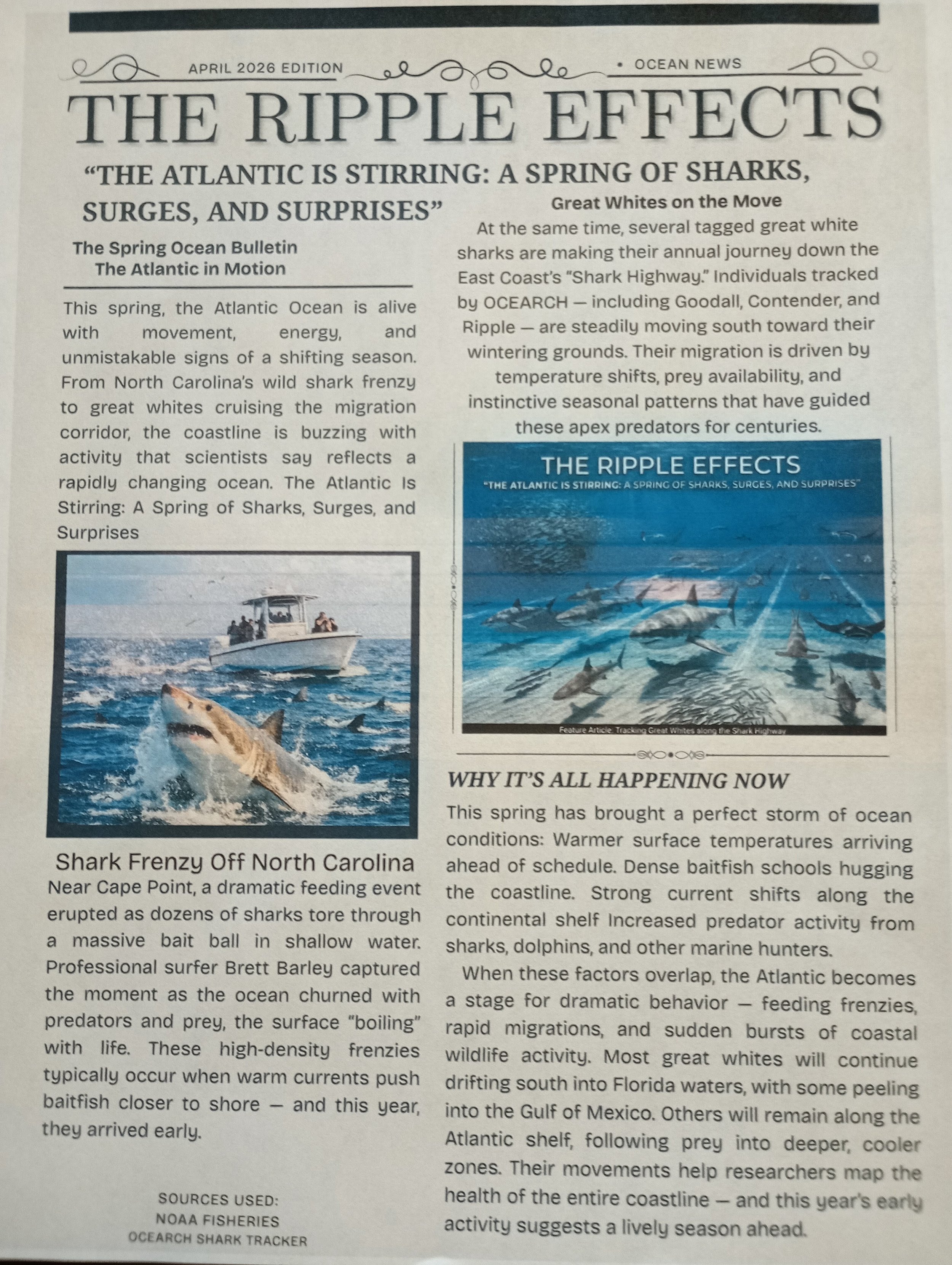 A newspaper style article titled The Ripple Effects, featuring articles about the shark presence in the Atlantic Ocean, the North Carolina shark feeding frenzy and photos of Great Whites