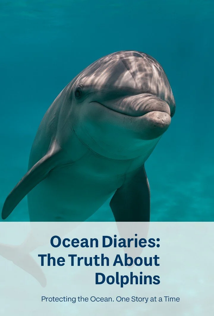 The truth about Dolphins photo, dolphin swimming in the ocean